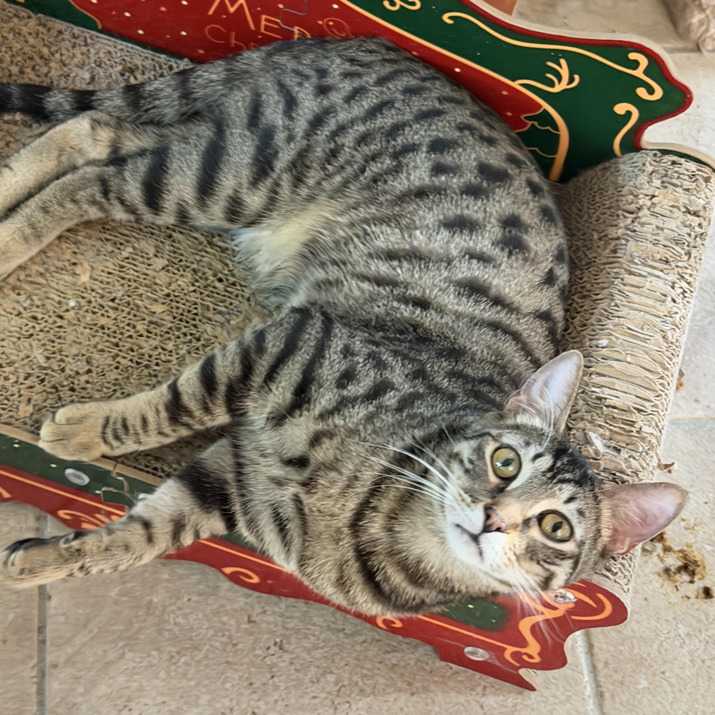 Enlarge Christina’s Tabby Spots , a ADOPTABLE Domestic Short Hair in Glendora, CA image 2/5