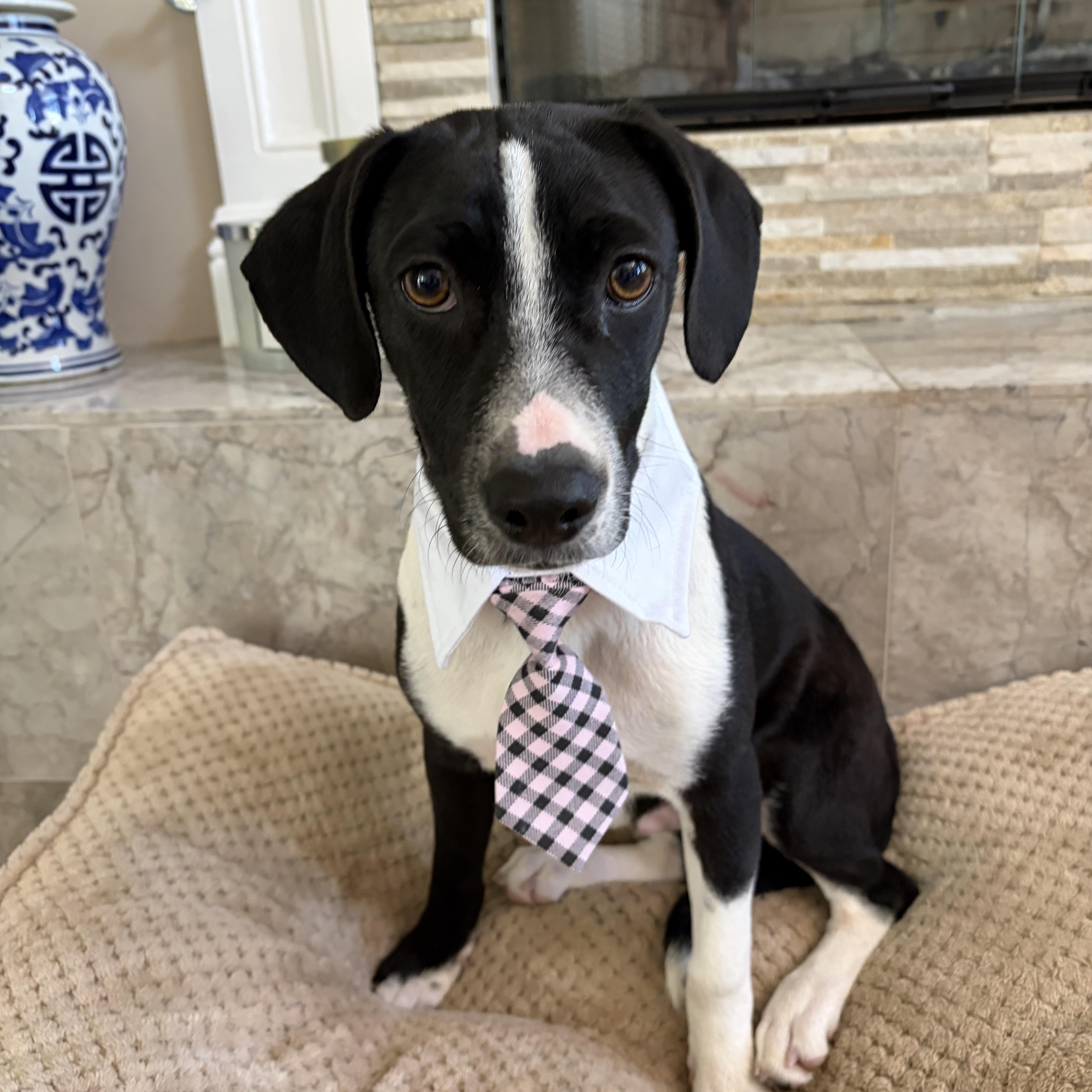 Max, ADOPTABLE, Puppy Male Spaniel & Chihuahua.