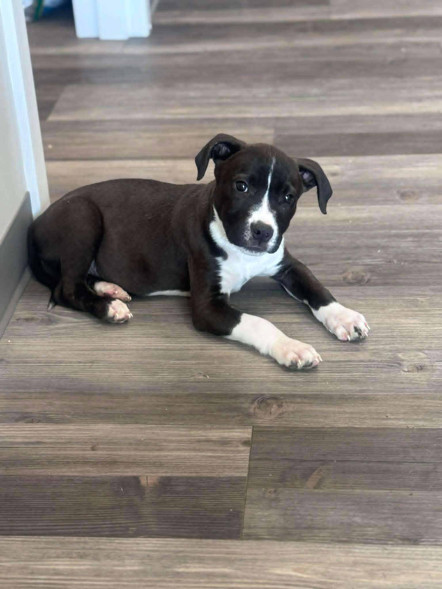 Enlarge Jagger, a Adoptable mixed breed in Elwood, NJ image 2/3