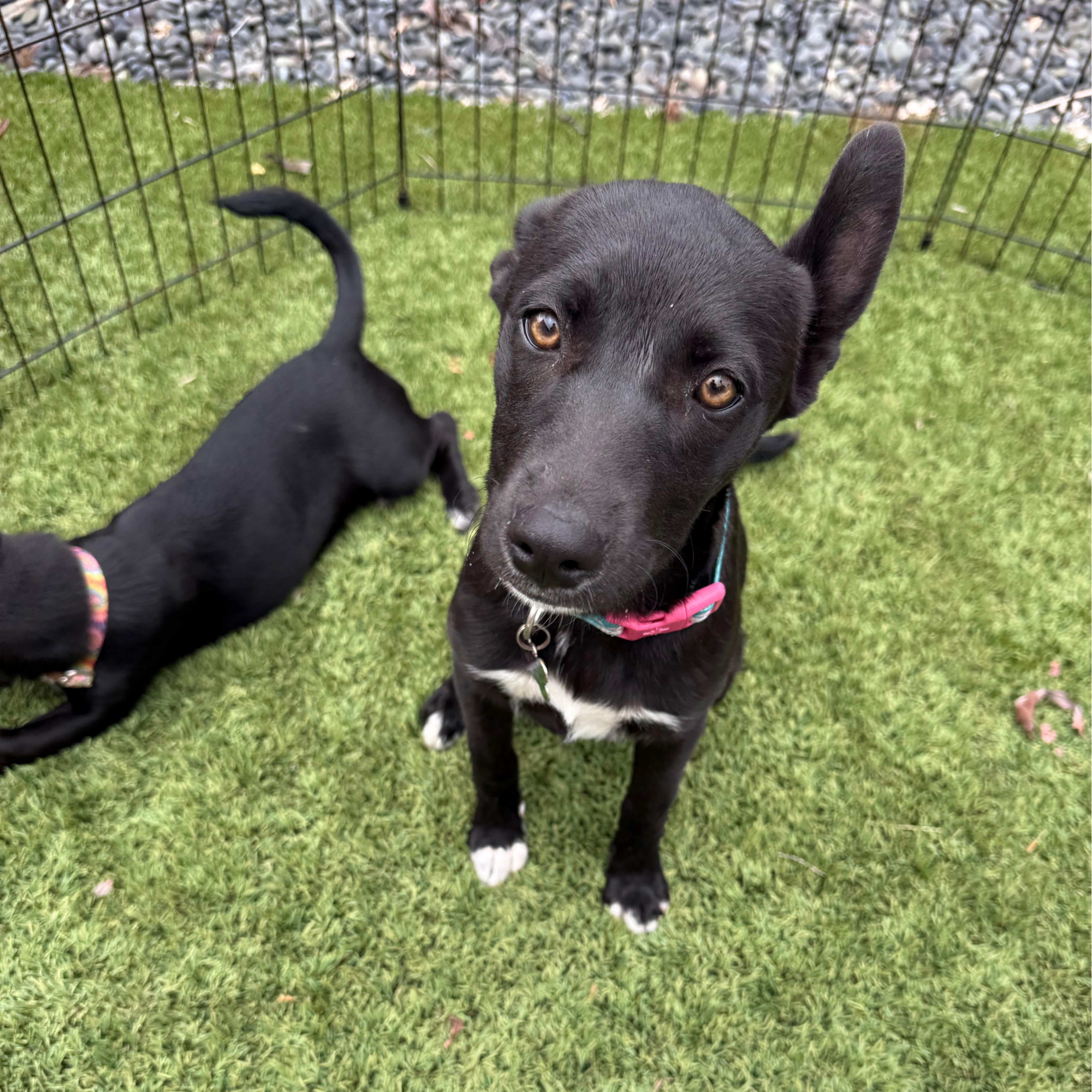 Enlarge Posh, a Adoptable mixed breed in San Diego, CA image 3/5