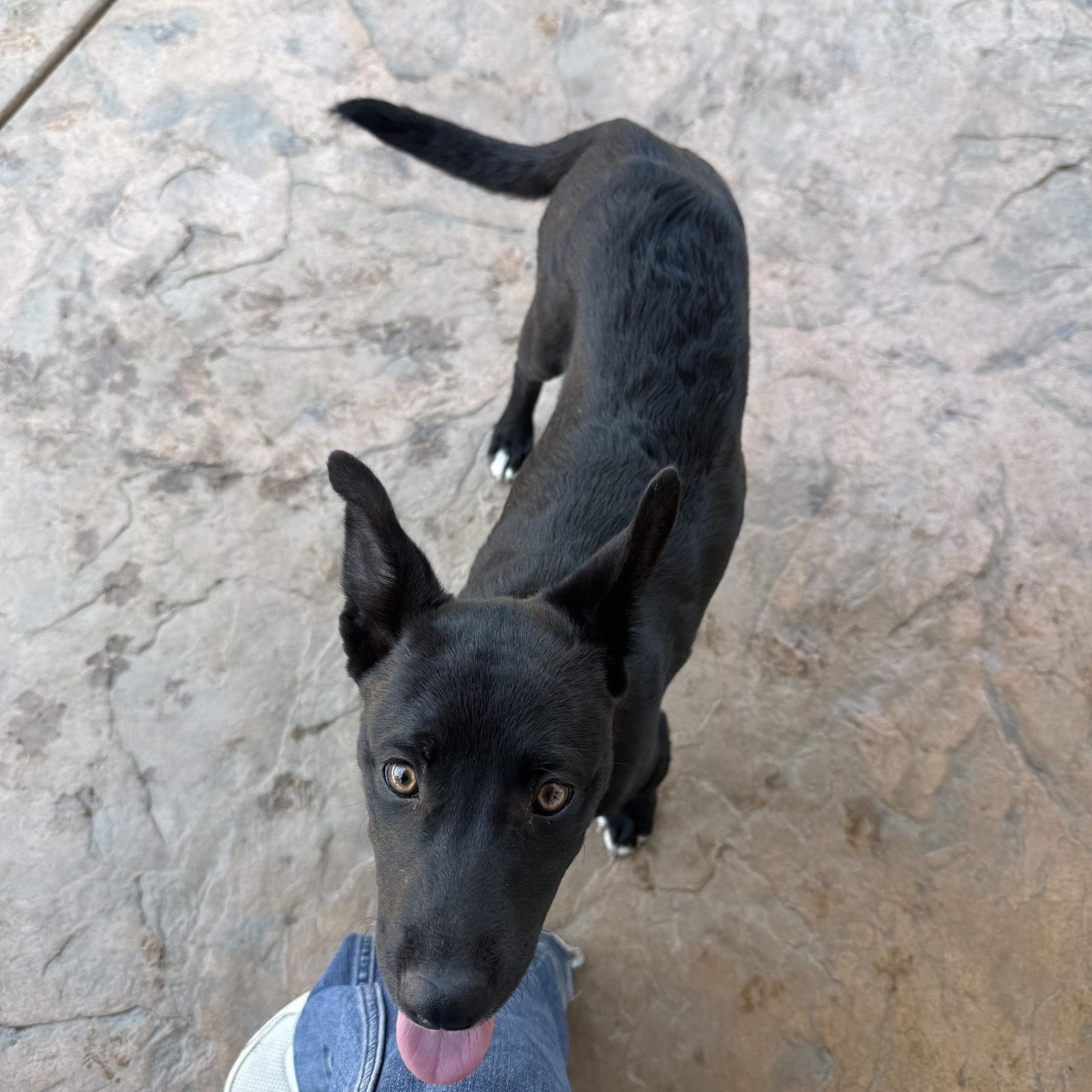 Enlarge Posh, a Adoptable mixed breed in San Diego, CA image 4/5