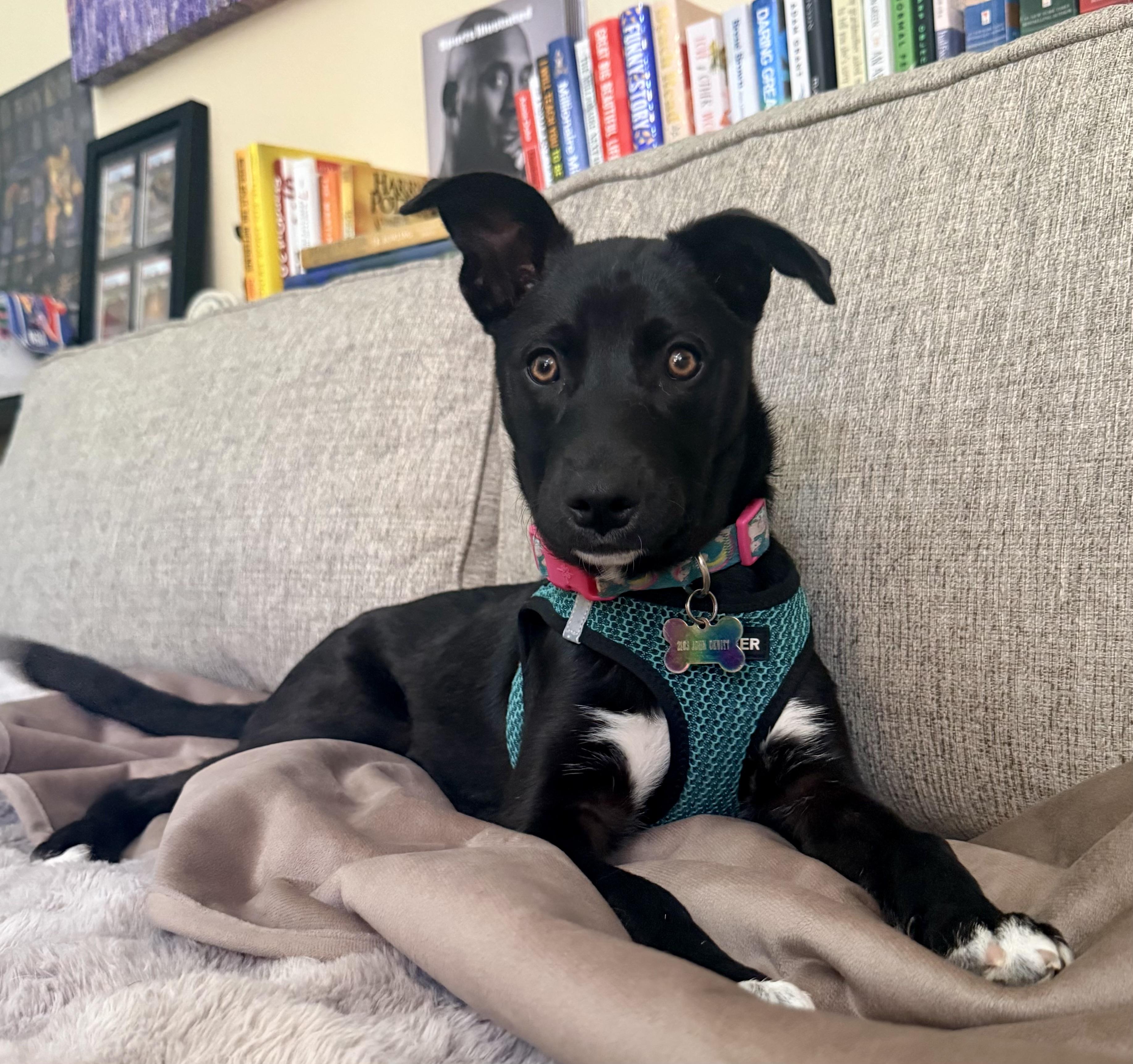 Enlarge Posh, a Adoptable mixed breed in San Diego, CA image 2/5