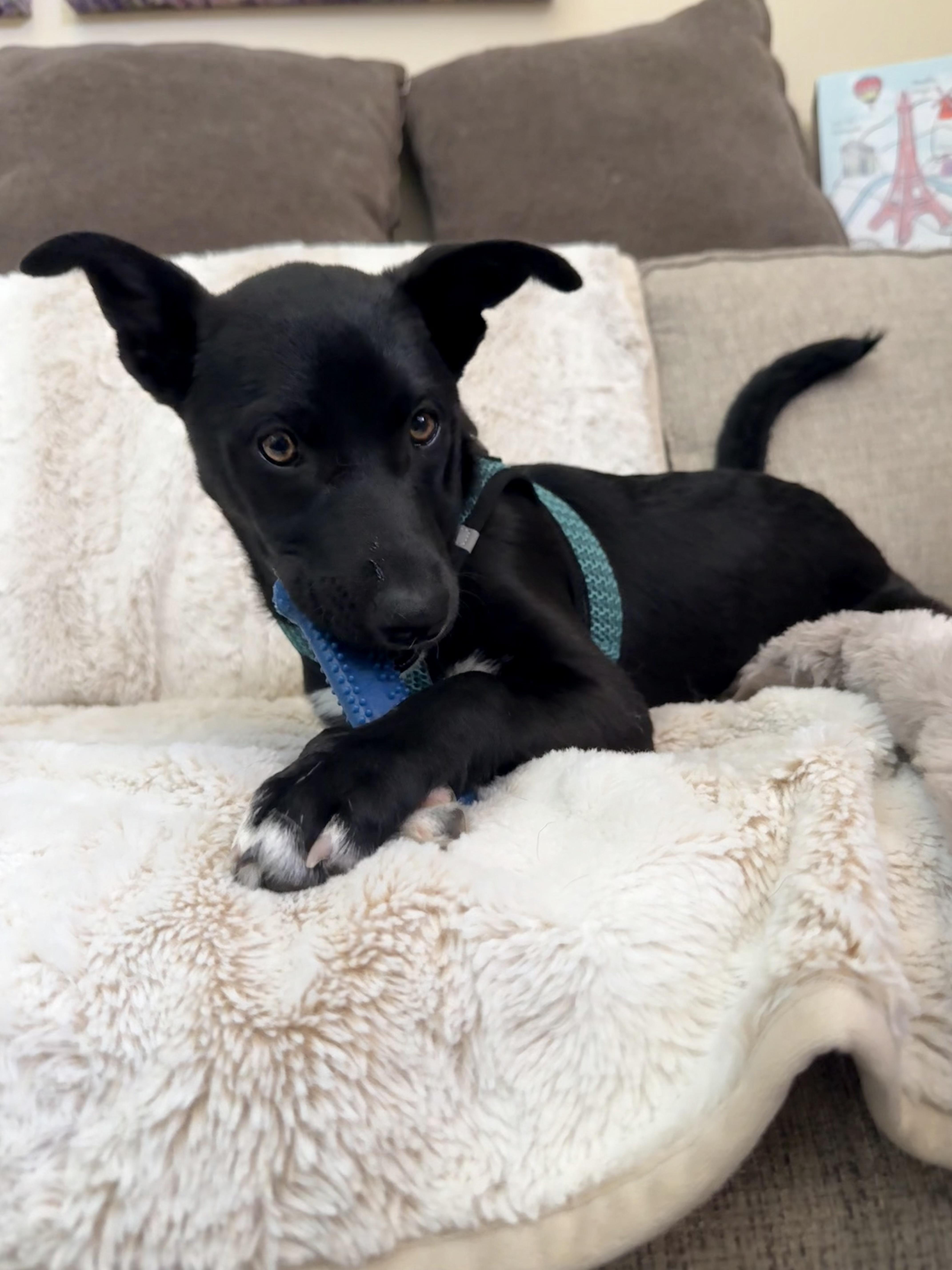 Enlarge Posh, a Adoptable mixed breed in San Diego, CA image 5/5