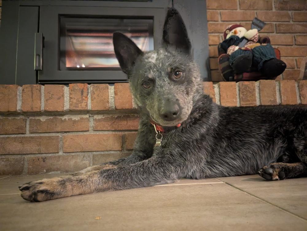 Char, Adoptable, Adult Male Australian Cattle Dog / Blue Heeler.
