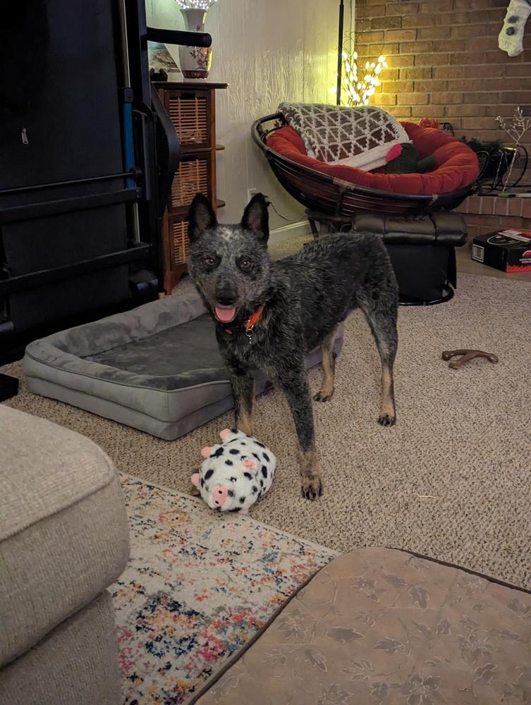Enlarge Char, a Adoptable Australian Cattle Dog / Blue Heeler in Mansfield, OH image 2/3