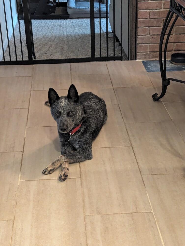 Enlarge Char, a Adoptable Australian Cattle Dog / Blue Heeler in Mansfield, OH image 3/3