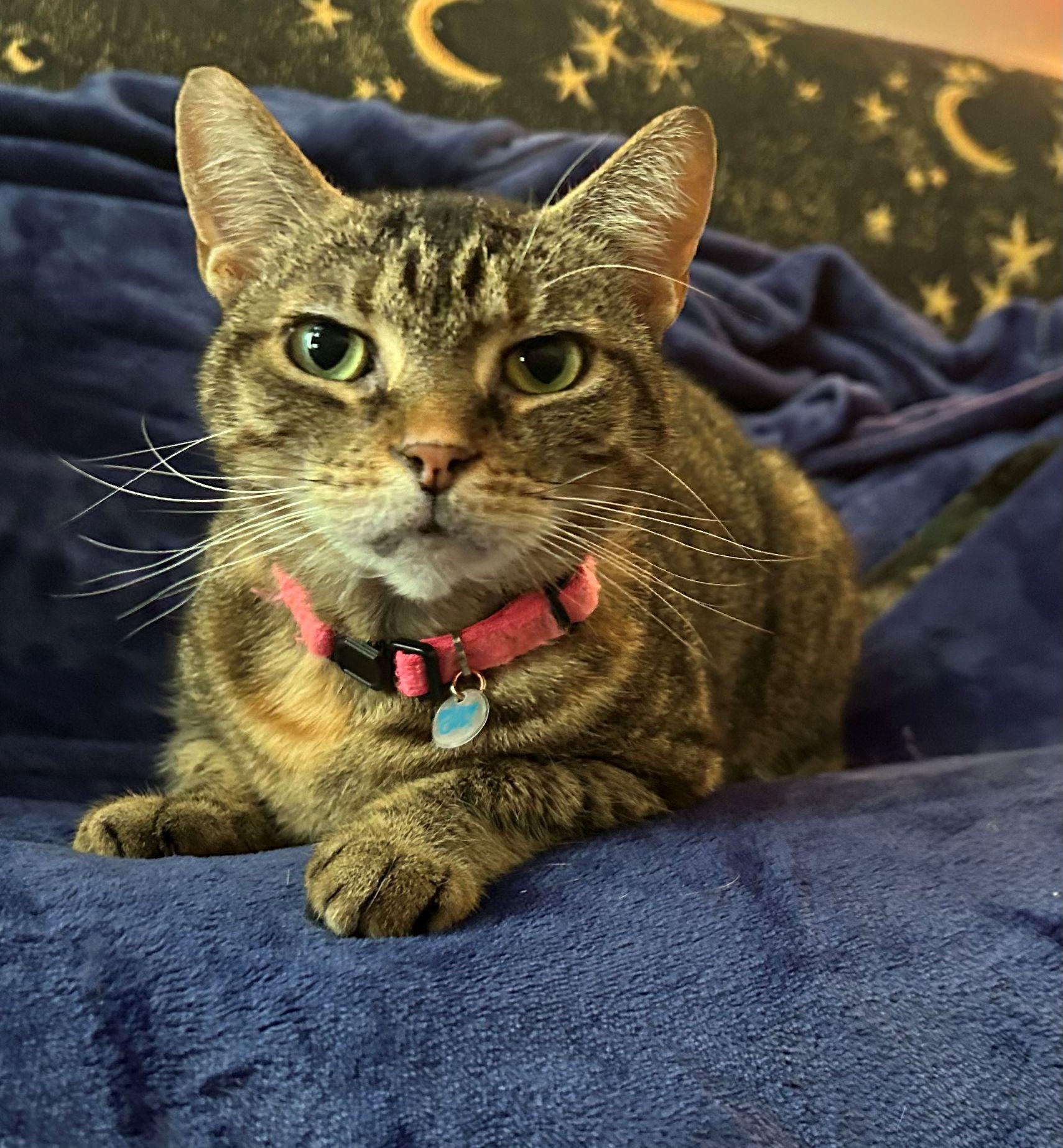 Diana & Moon, a ADOPTABLE Domestic Short Hair in Beltsville, MD image 3/6