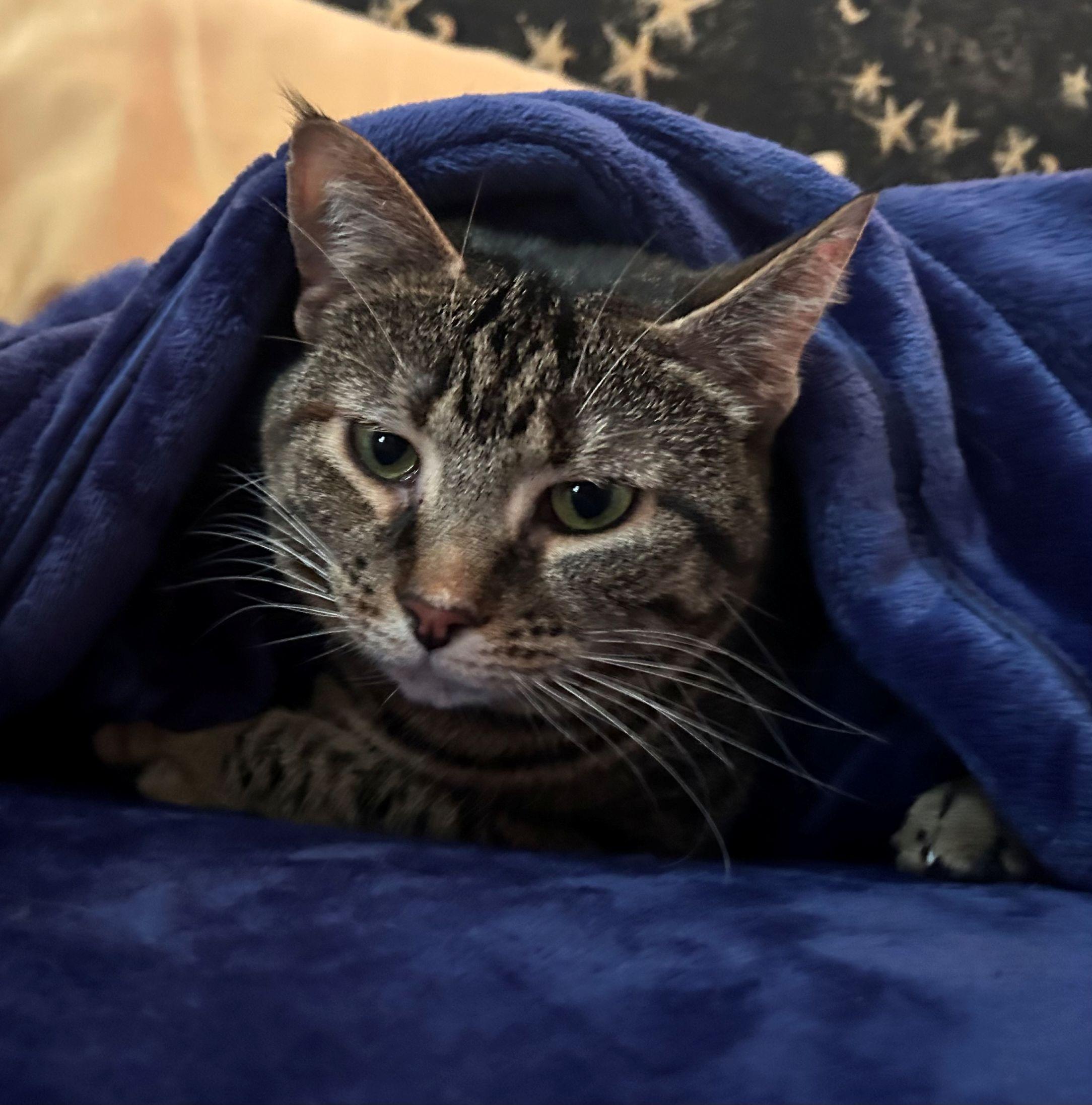 Diana & Moon, a ADOPTABLE Domestic Short Hair in Beltsville, MD image 4/6