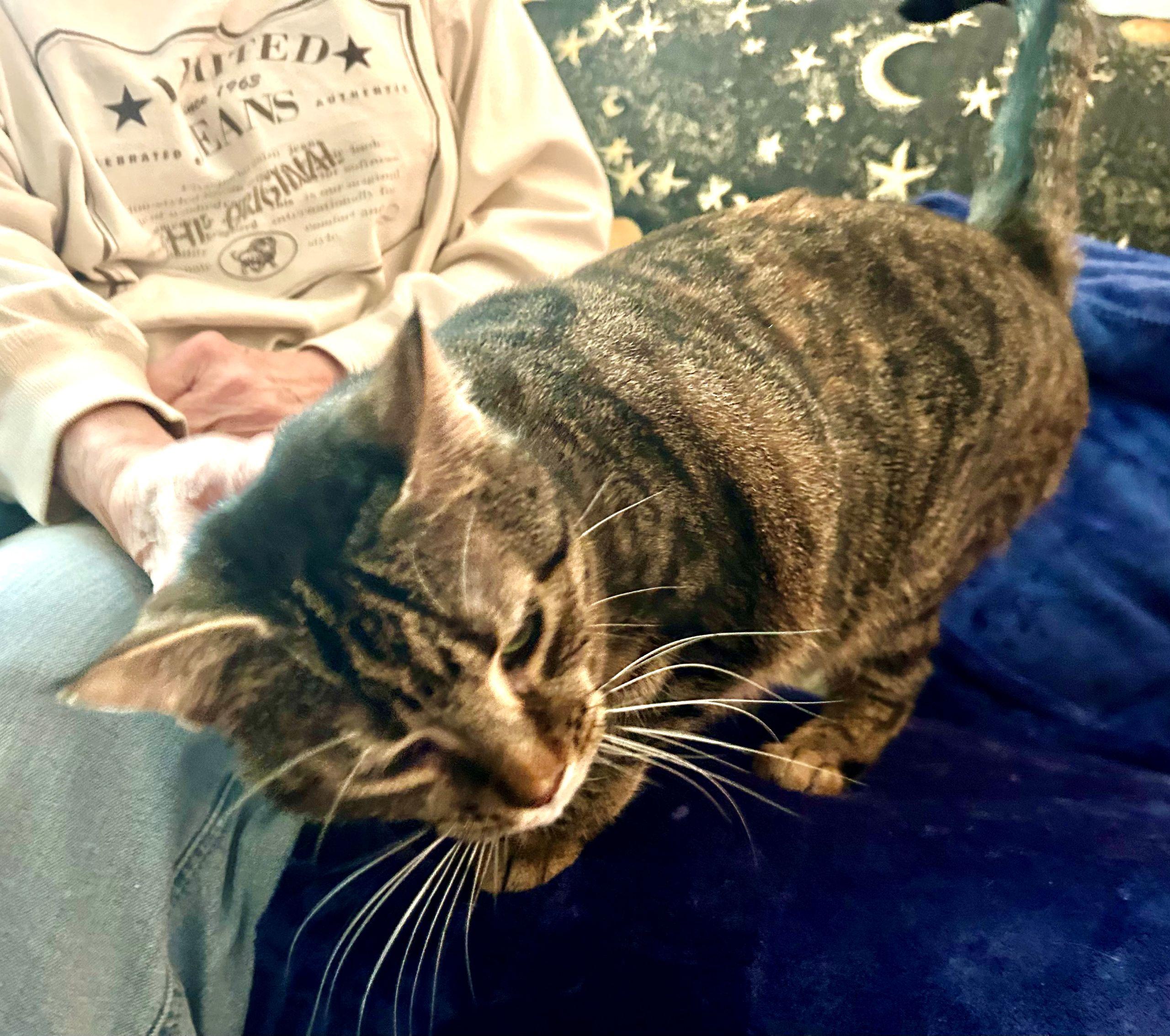 Diana & Moon, a ADOPTABLE Domestic Short Hair in Beltsville, MD image 6/6