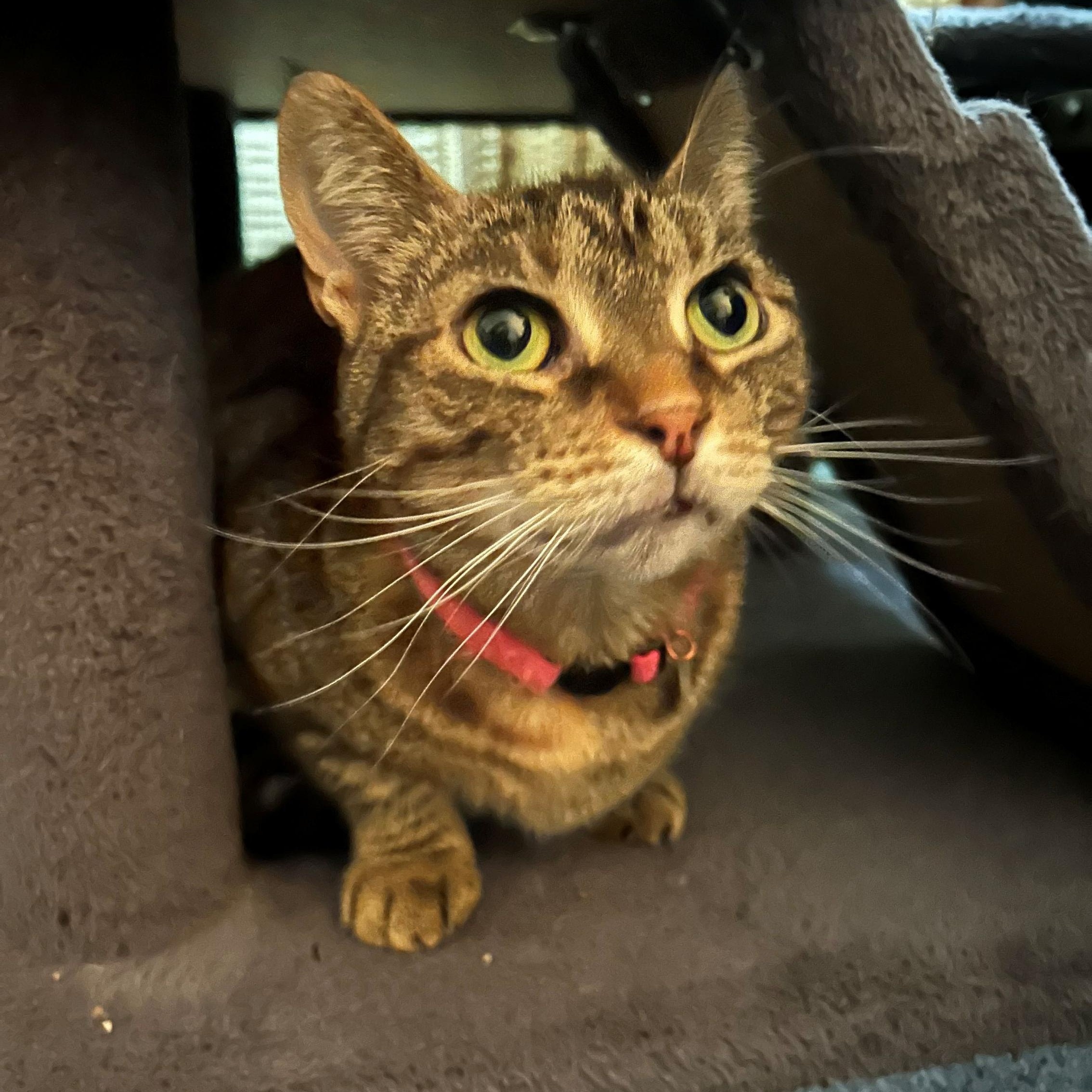 Diana & Moon, a ADOPTABLE Domestic Short Hair in Beltsville, MD image 5/6