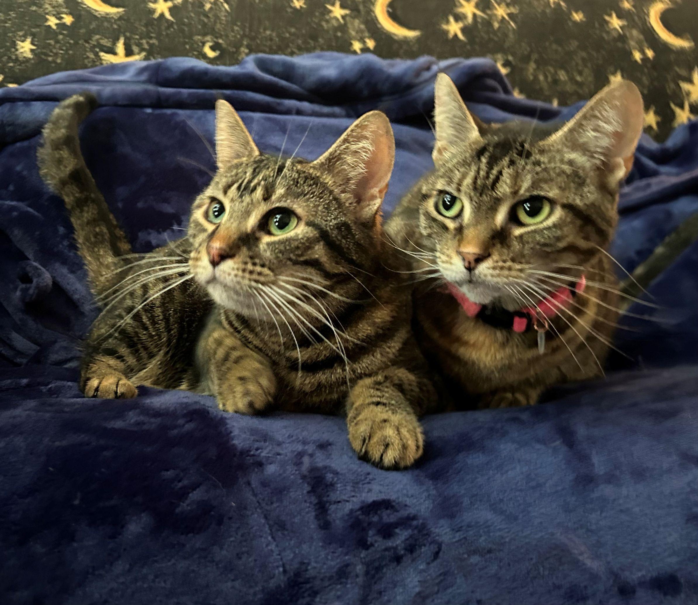 Diana & Moon, a ADOPTABLE Domestic Short Hair in Beltsville, MD image 1/6