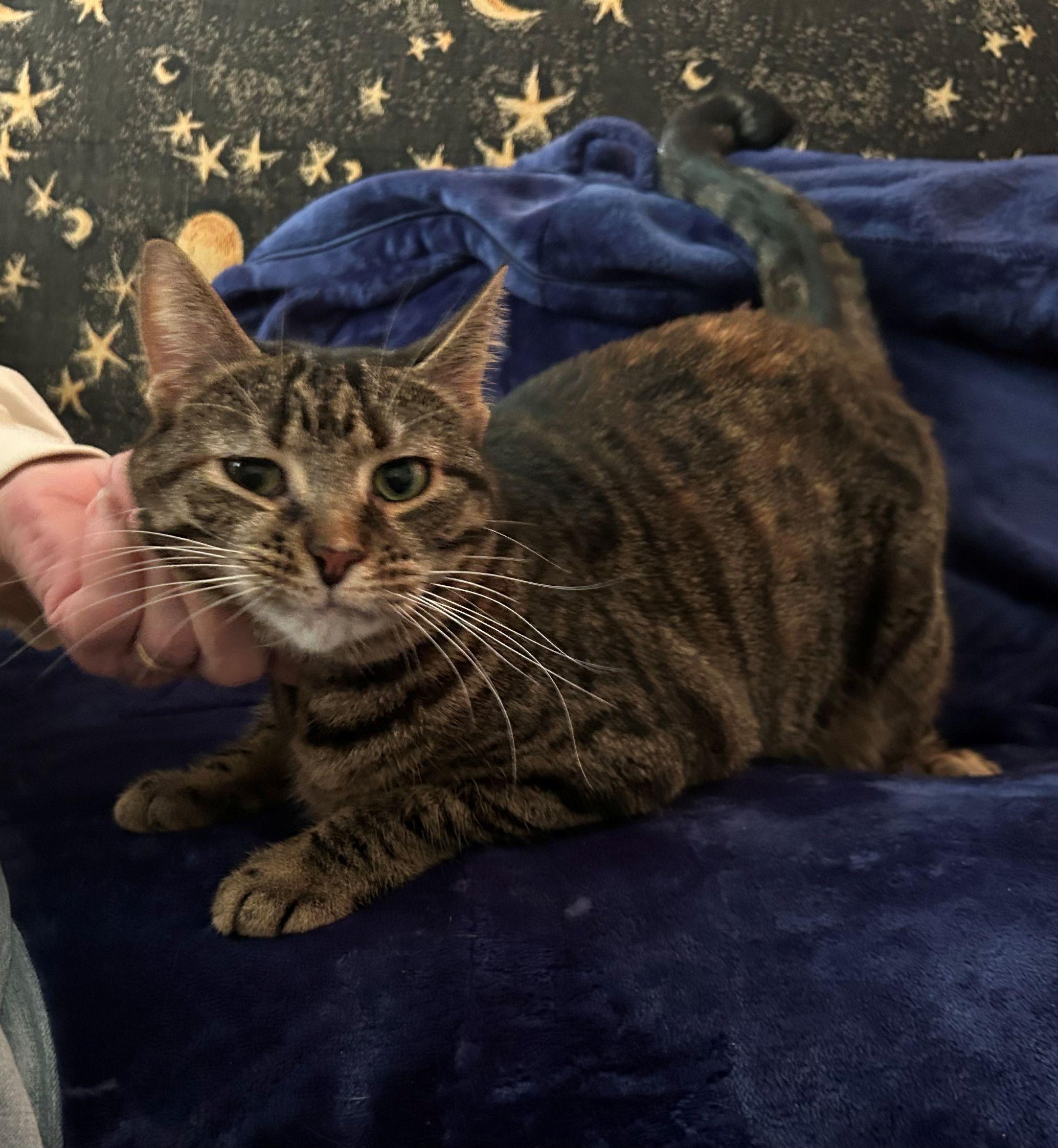 Diana & Moon, a ADOPTABLE Domestic Short Hair in Beltsville, MD image 2/6