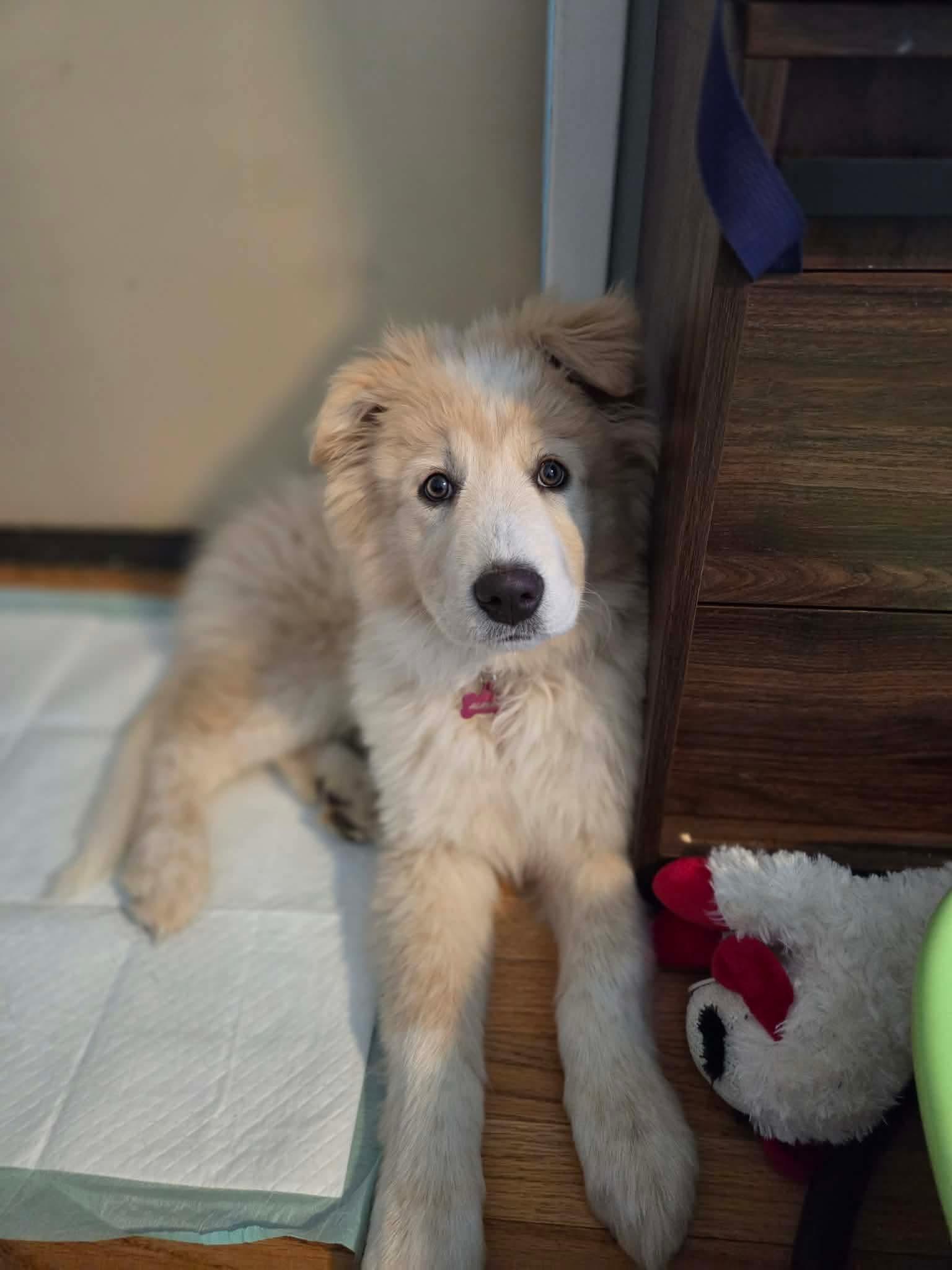 Enlarge Alaska, a Adopted Great Pyrenees in Bountiful, UT image 1/3