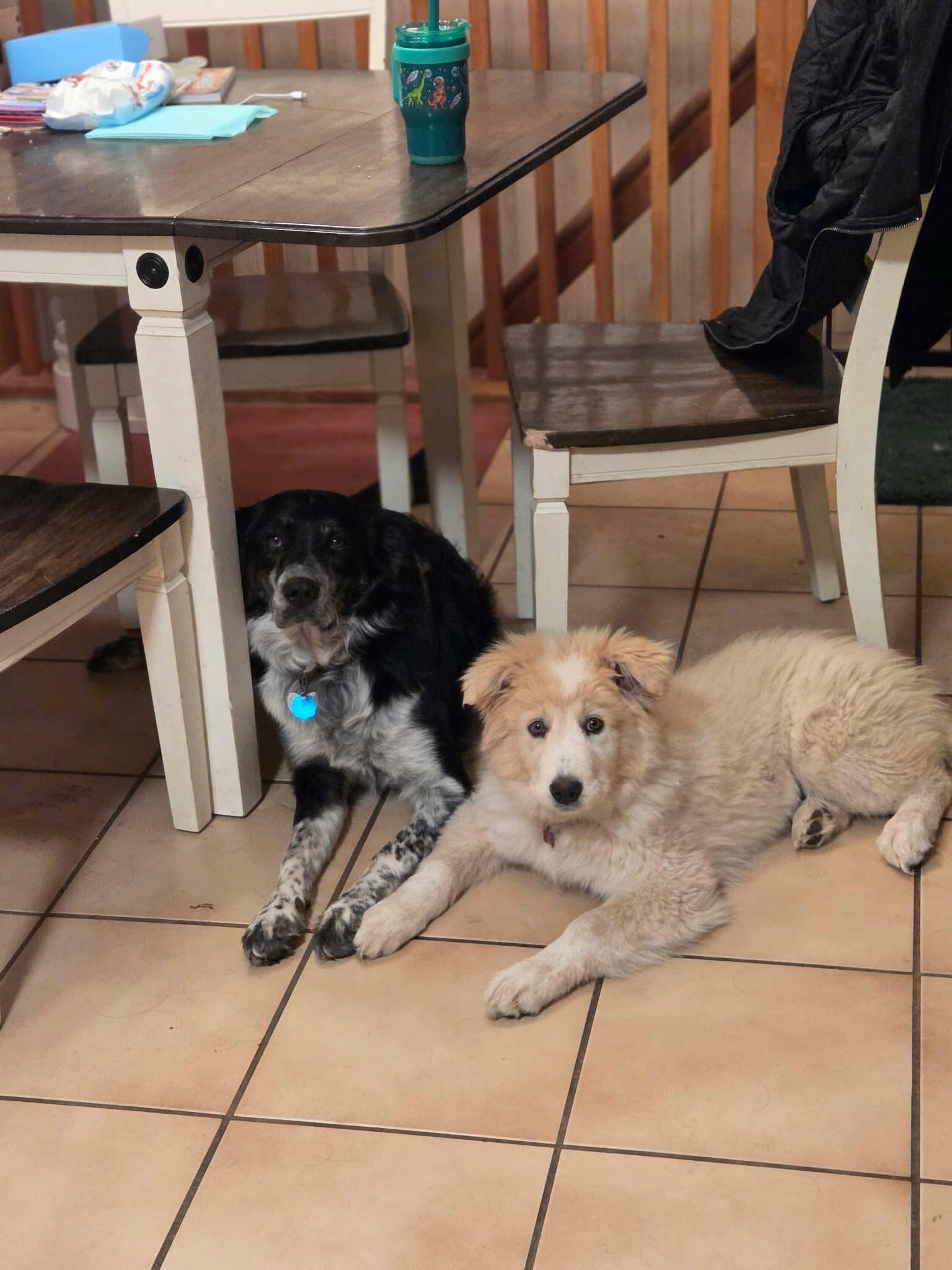 Enlarge Alaska, a Adopted Great Pyrenees in Bountiful, UT image 2/3