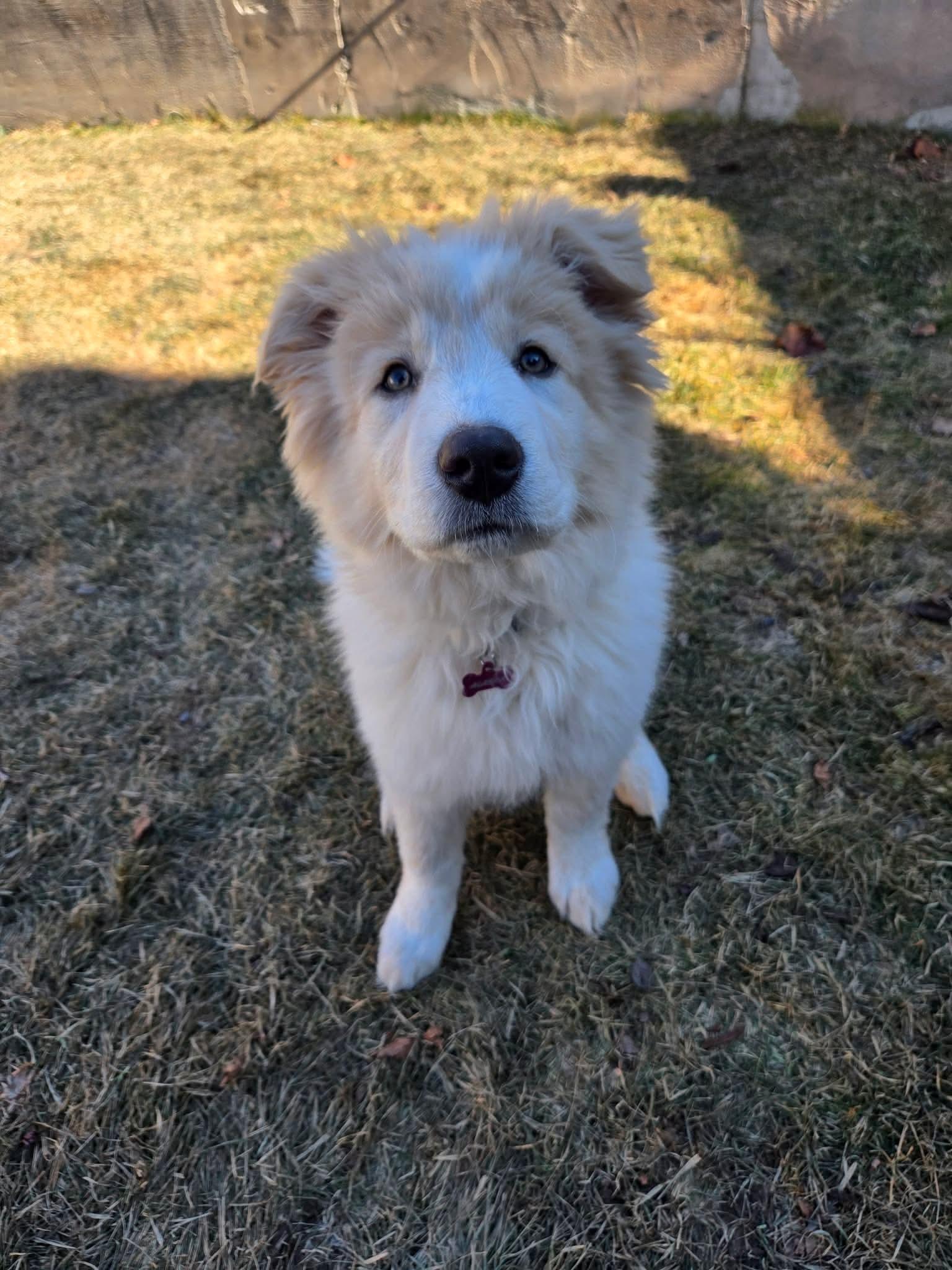 Enlarge Alaska, a Adopted Great Pyrenees in Bountiful, UT image 3/3