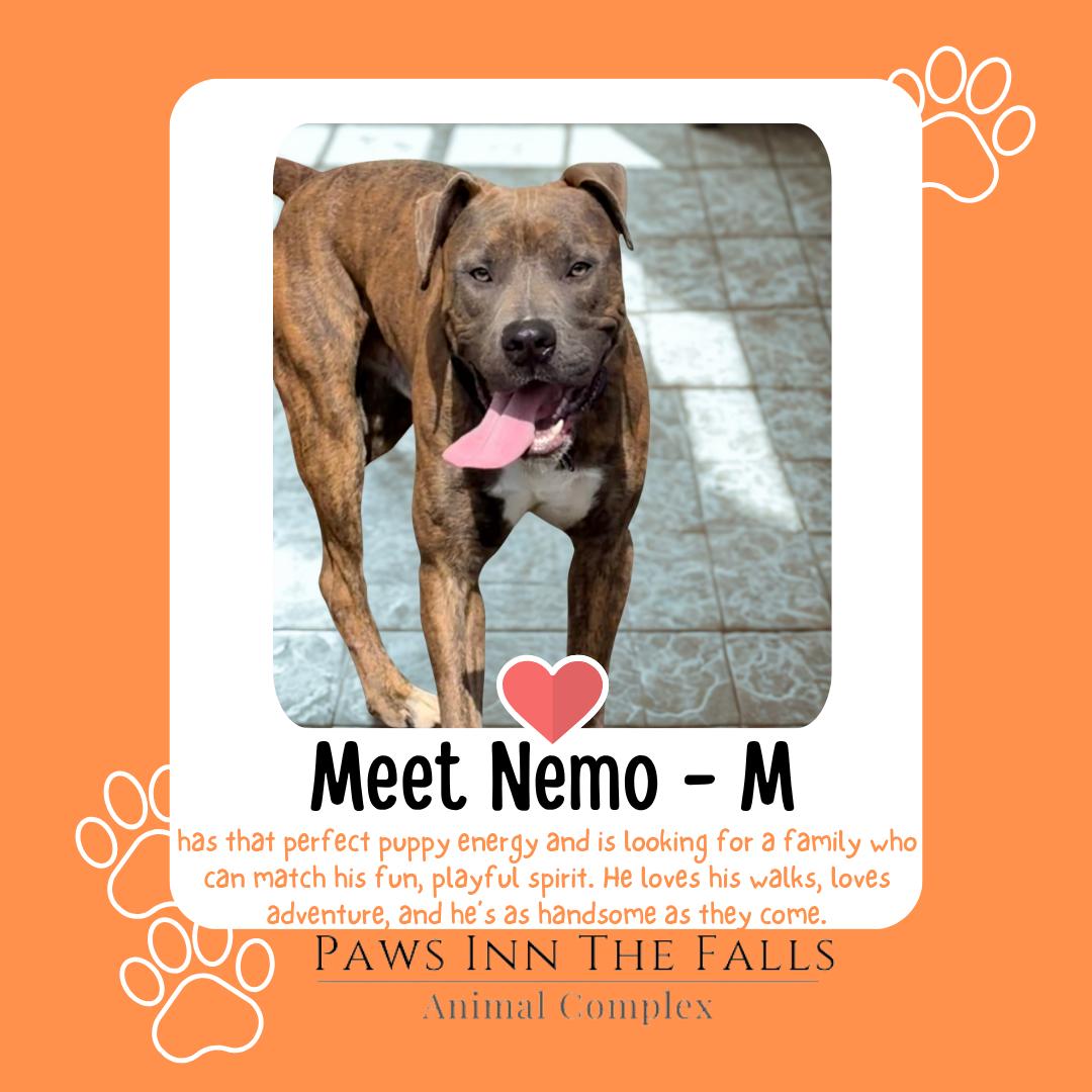 Nemo, Adoptable, Young Male Pit Bull Terrier.