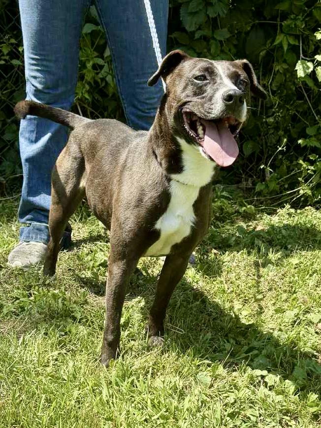 Nugget, a Adoptable American Staffordshire Terrier in Bridgton, ME image 1/4