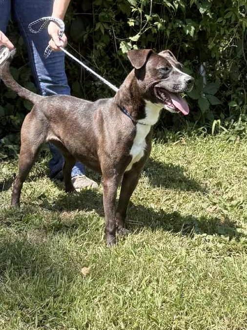 Nugget, a Adoptable American Staffordshire Terrier in Bridgton, ME image 2/4