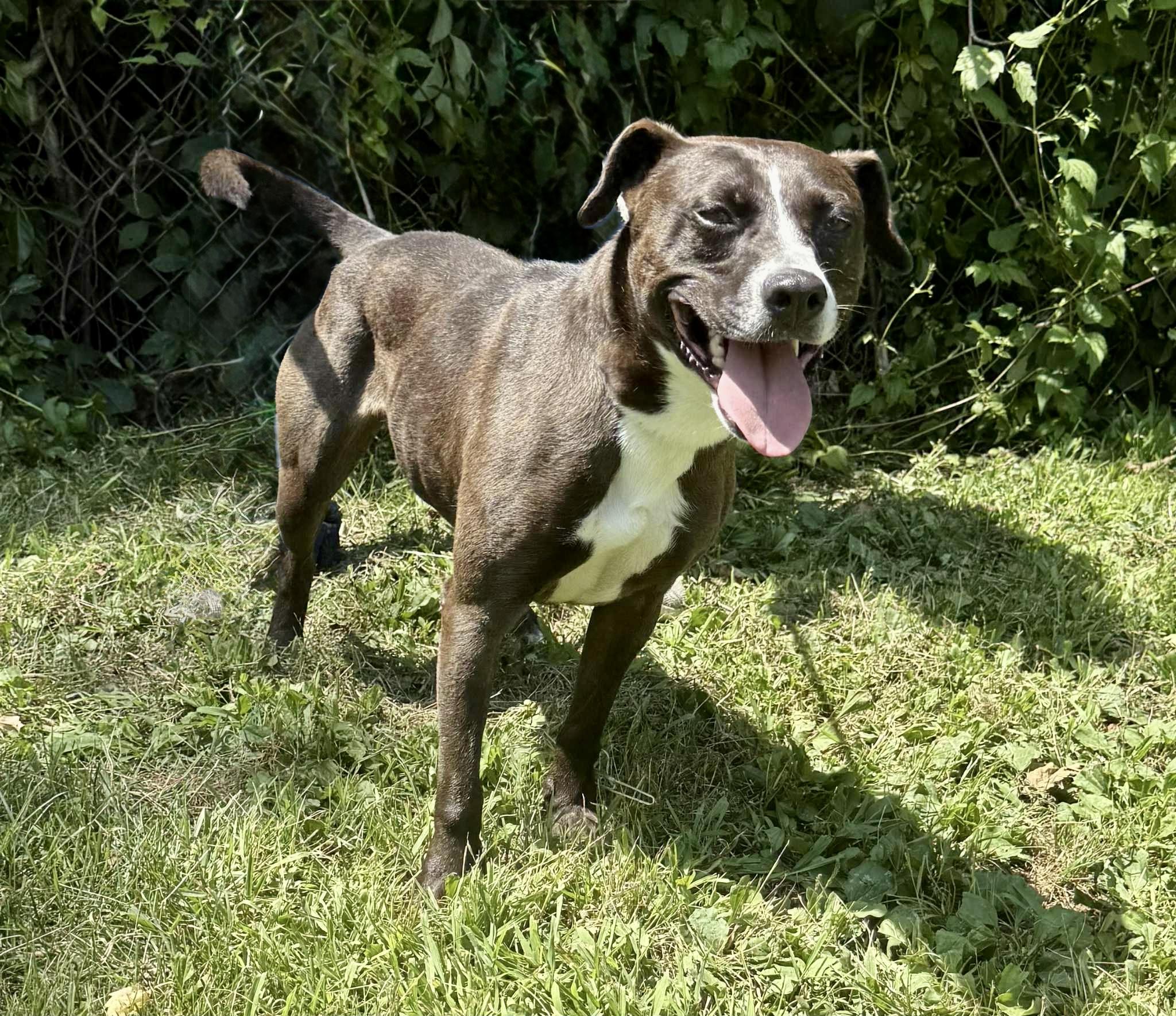 Nugget, a Adoptable American Staffordshire Terrier in Bridgton, ME image 4/4