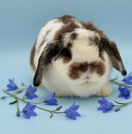 Boo, Adoptable, Adult Female Holland Lop.