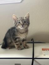 Selene, an adoptable Domestic Short Hair in El Reno, OK, 73036 | Photo Image 1