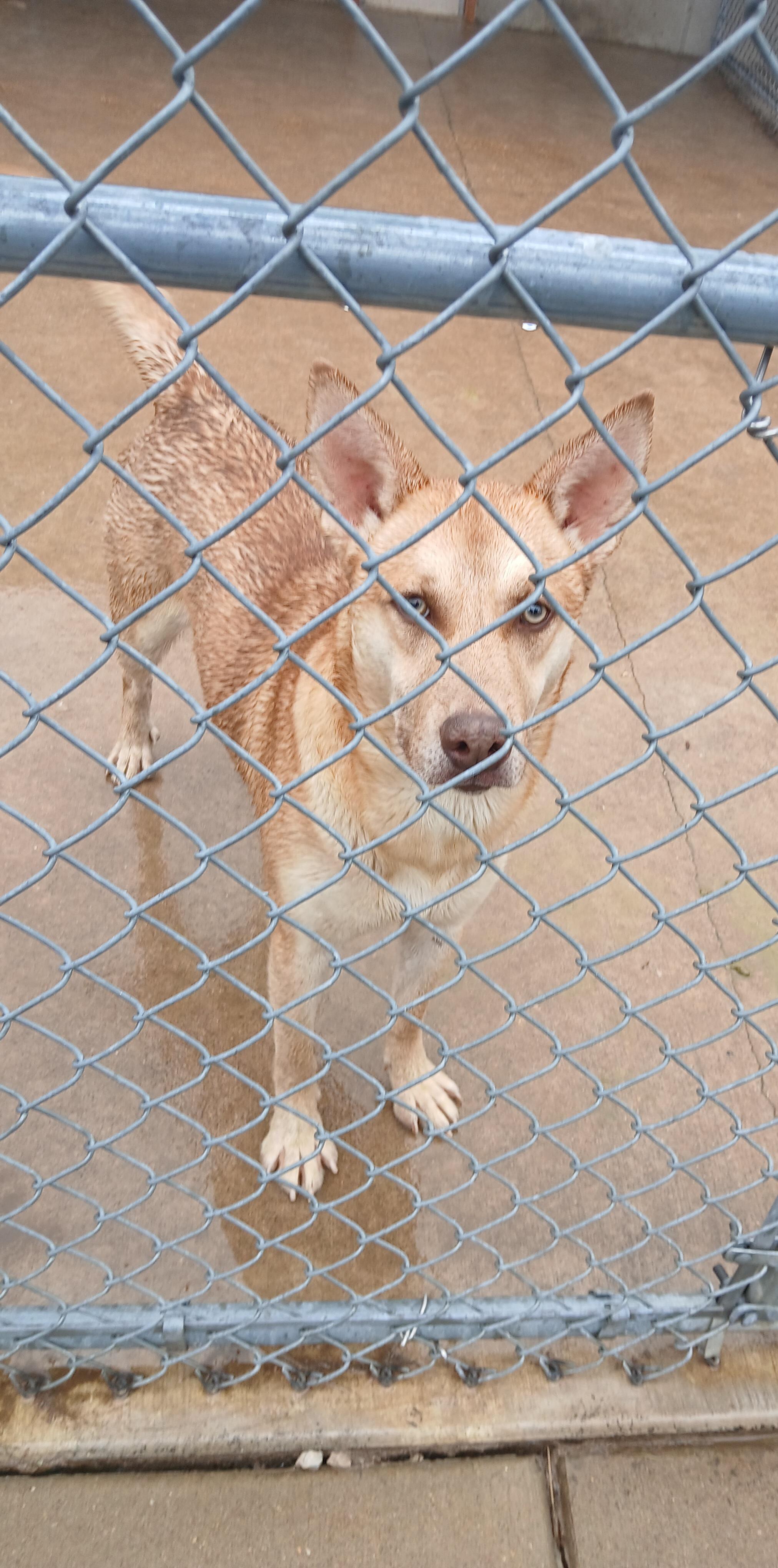 Enlarge Thor, a Adopted mixed breed in Hillsboro, MO image 1/1