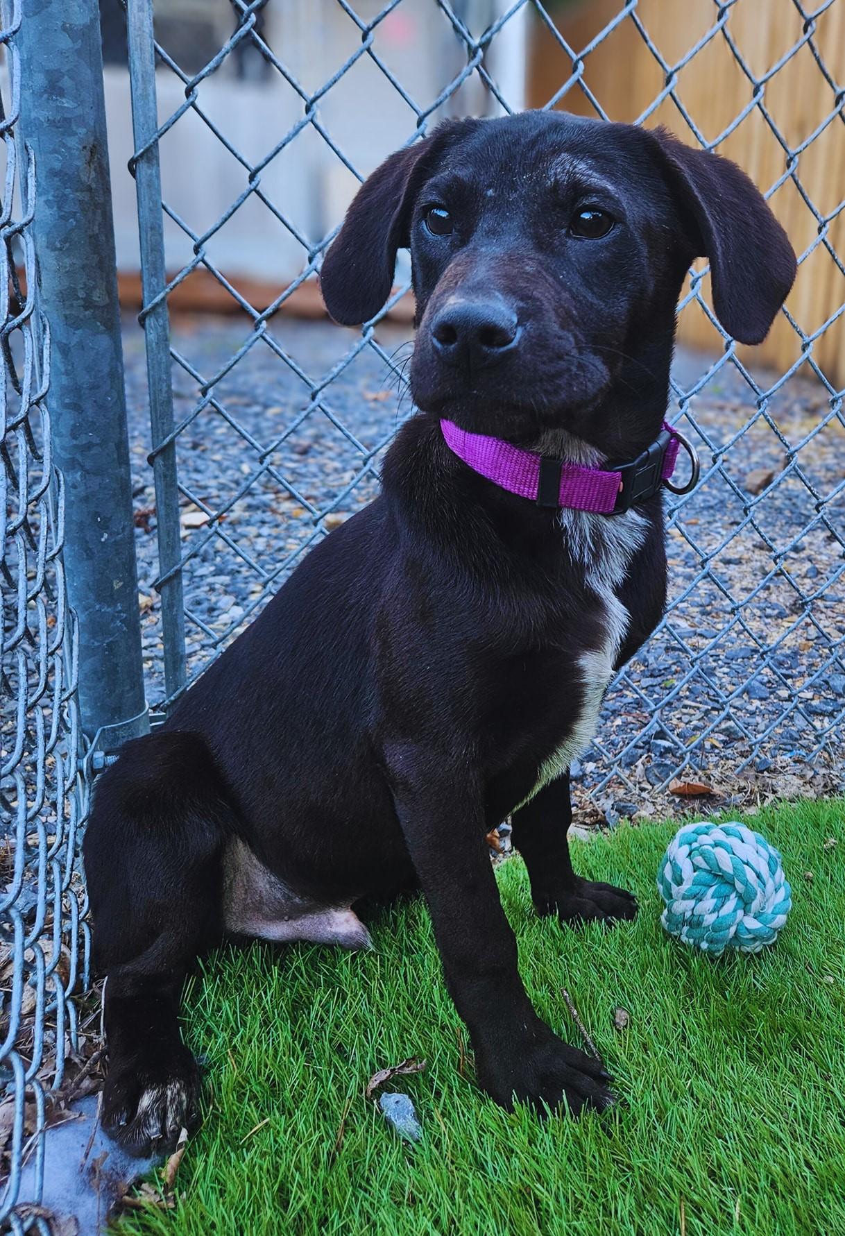 River, Adoptable, Young Male Hound.