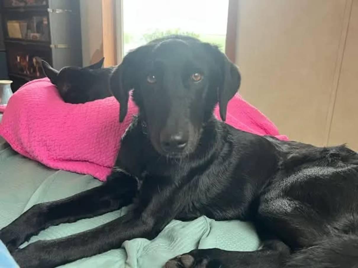 Clark, ADOPTABLE, Young Male Labrador Retriever.