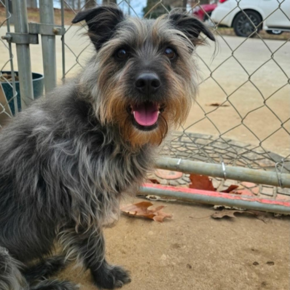 EZRA, a Adoptable Miniature Schnauzer in Athens, AL image 2/5