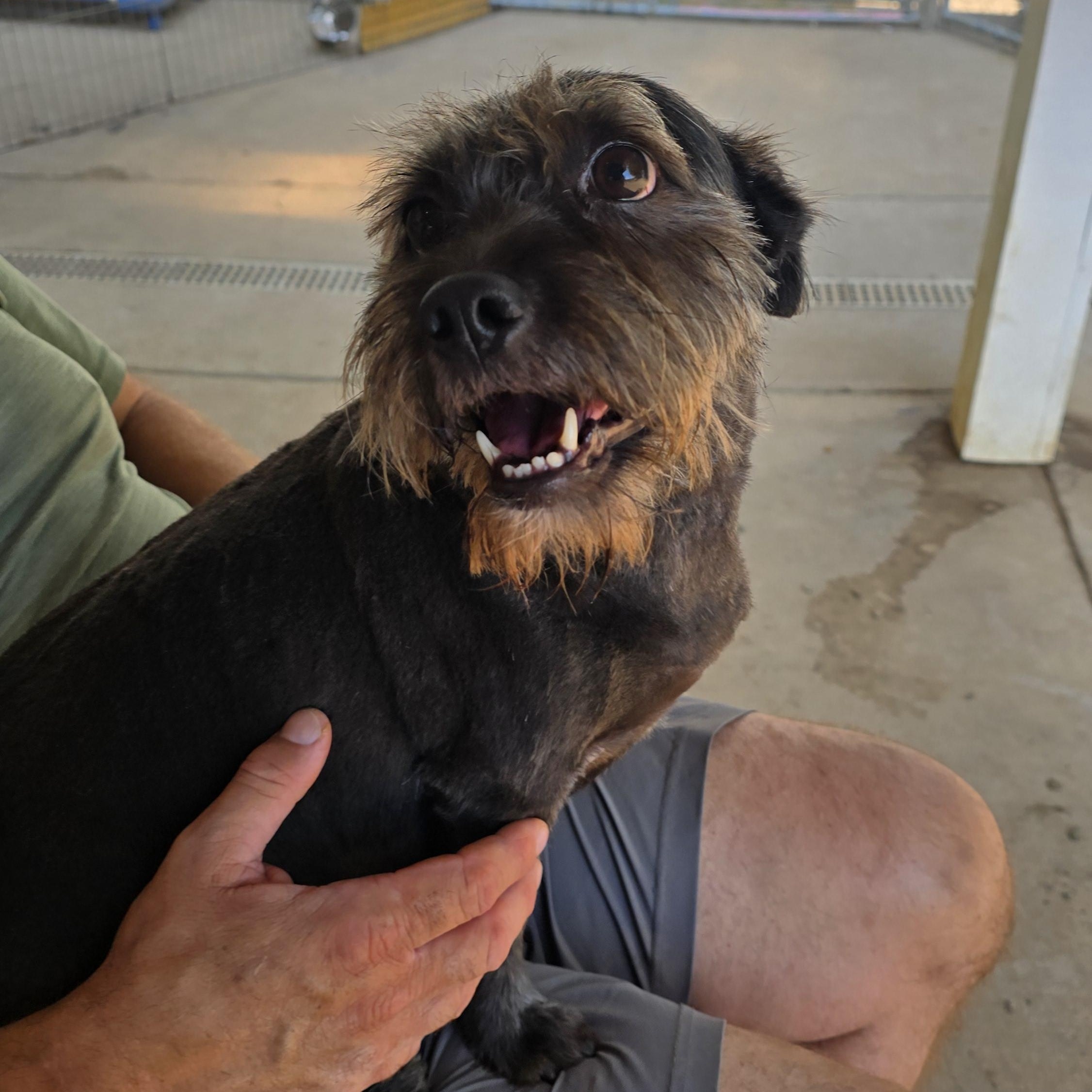 EZRA, a Adoptable Miniature Schnauzer in Athens, AL image 4/5