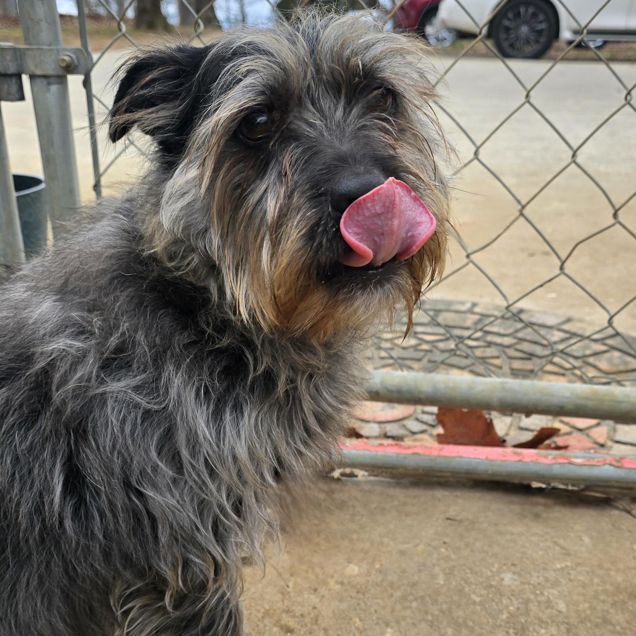 EZRA, a Adoptable Miniature Schnauzer in Athens, AL image 3/5