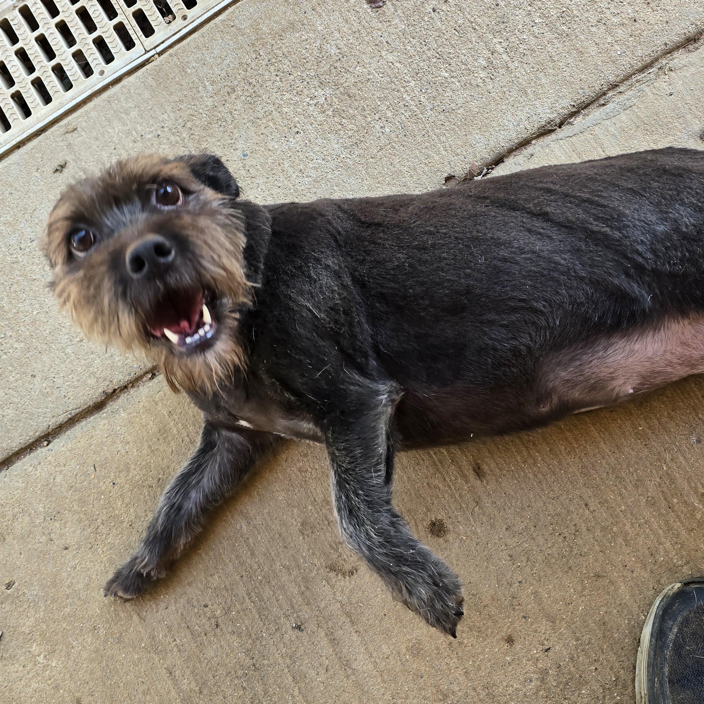 EZRA, a Adoptable Miniature Schnauzer in Athens, AL image 5/5