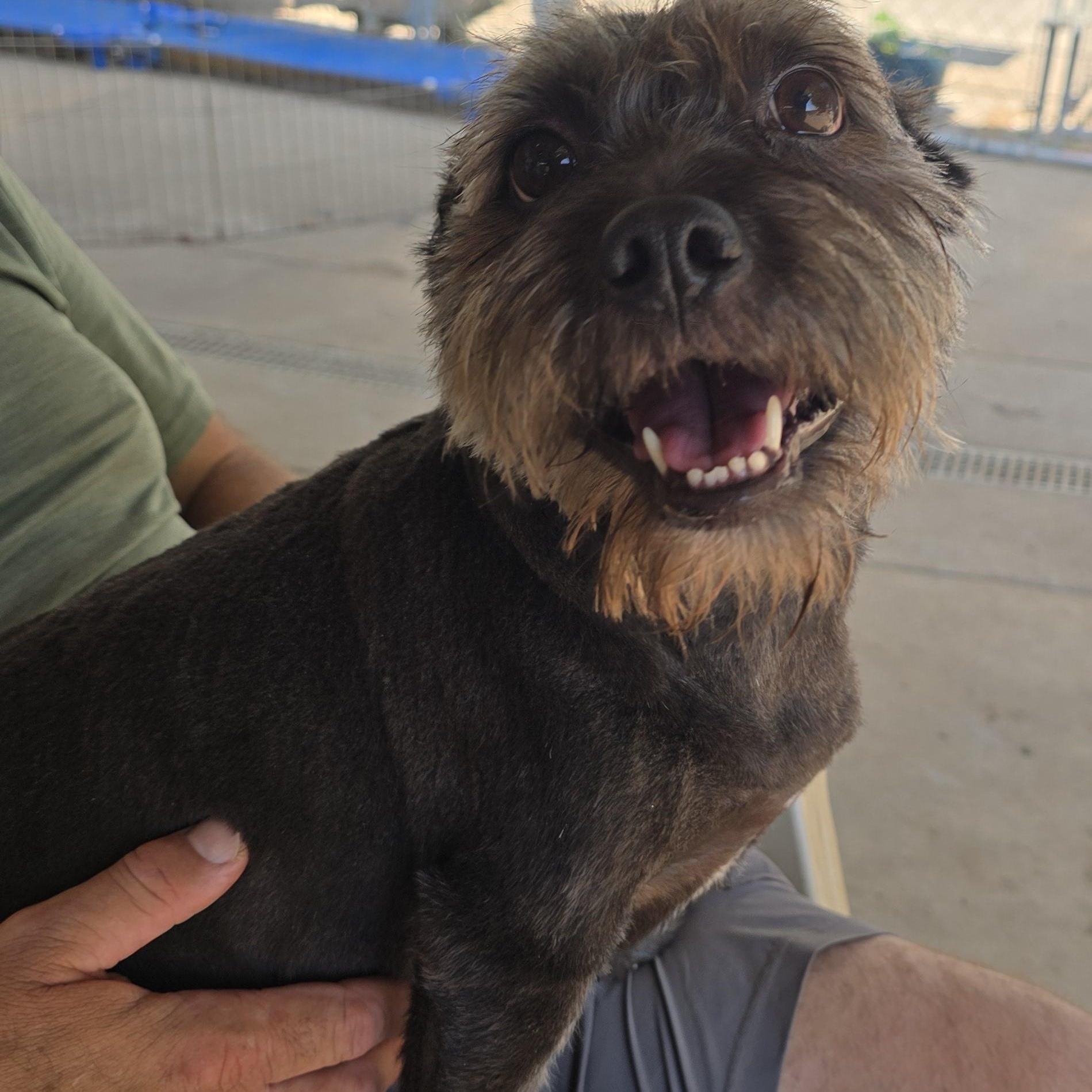 EZRA, a Adoptable Miniature Schnauzer in Athens, AL image 1/5