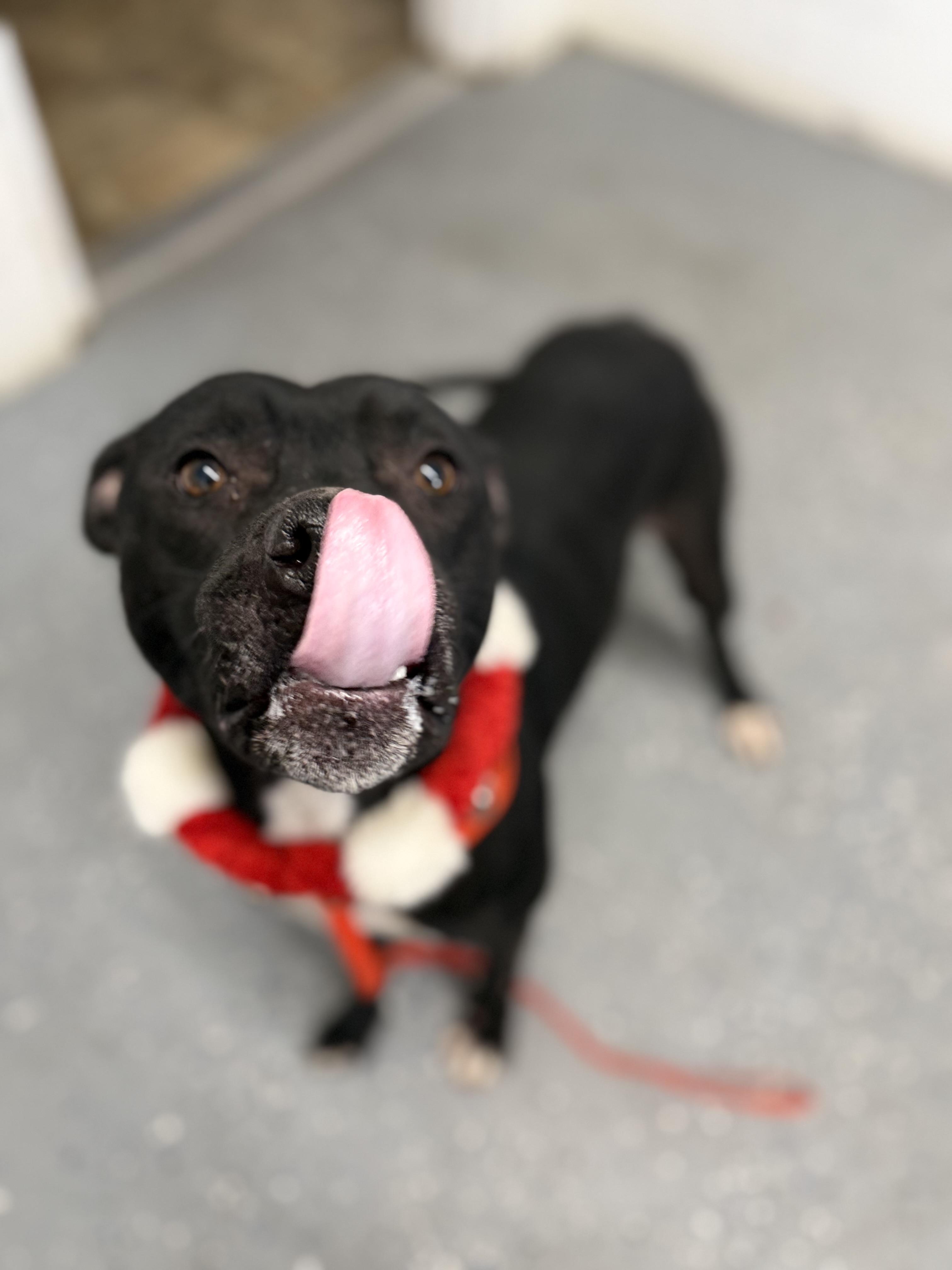 Enlarge Milo, an adopted mixed breed in Lewisburg, TN image 1/4