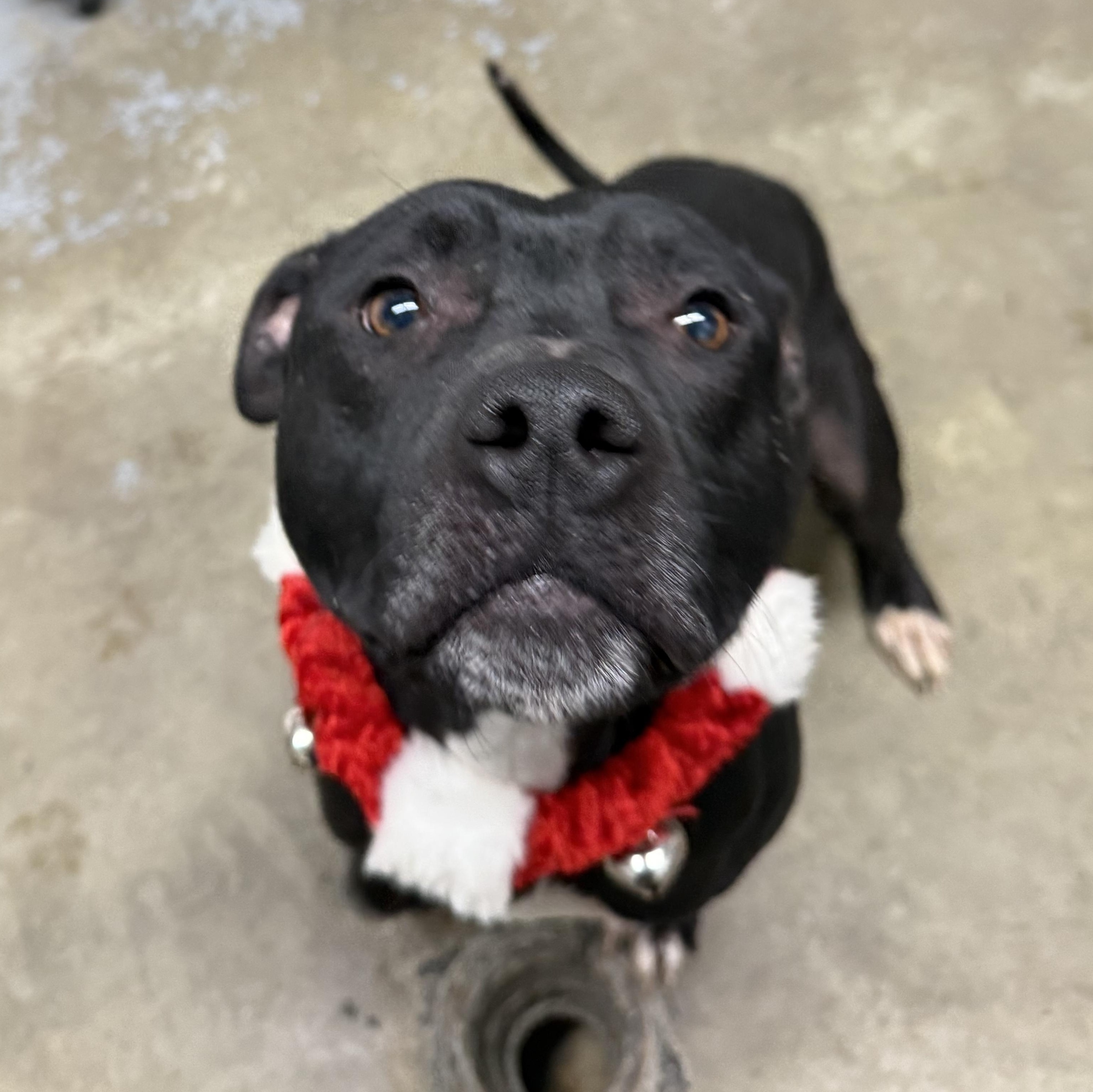 Enlarge Milo, an adopted mixed breed in Lewisburg, TN image 2/4