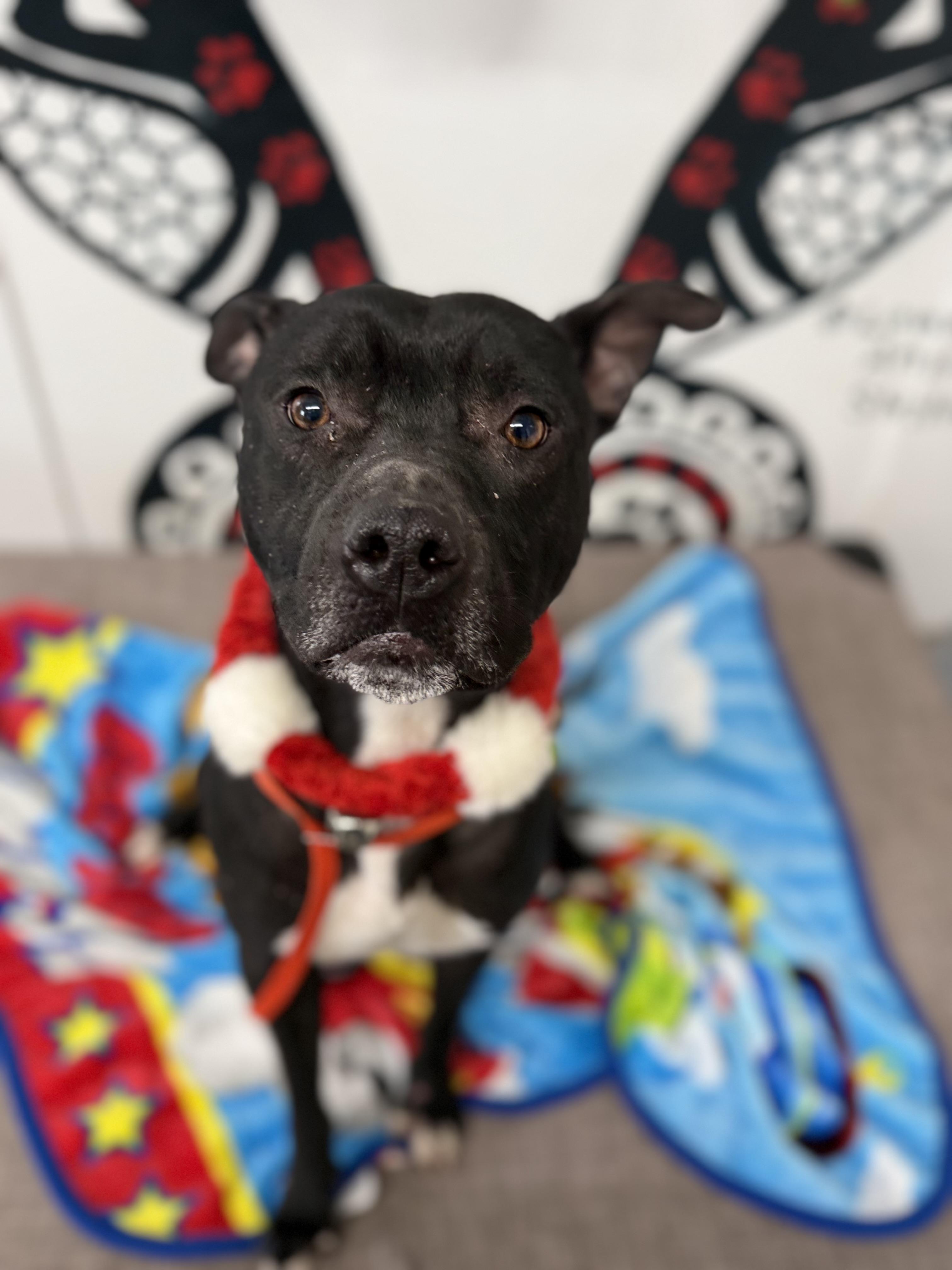 Enlarge Milo, an adopted mixed breed in Lewisburg, TN image 3/4