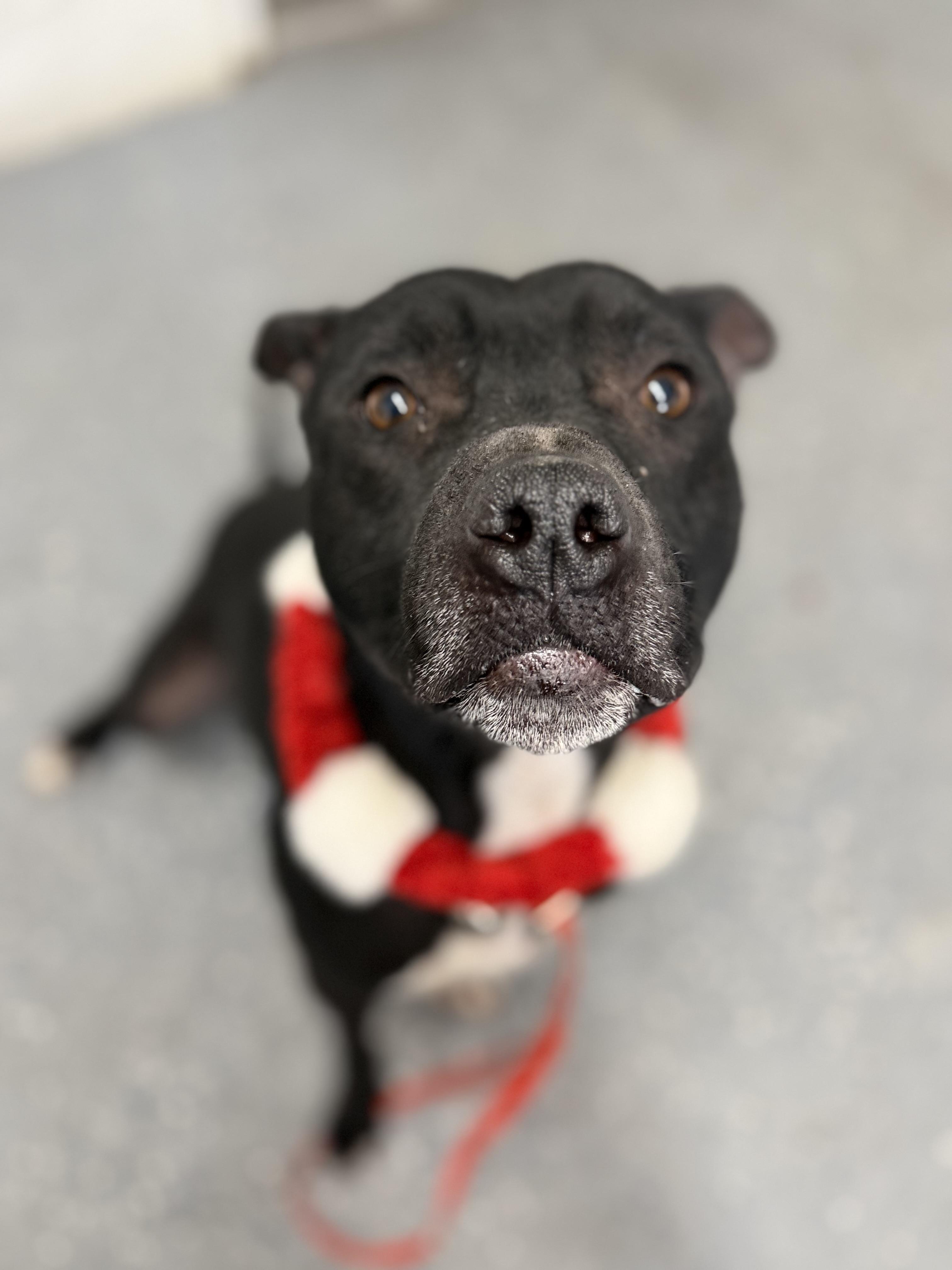 Enlarge Milo, an adopted mixed breed in Lewisburg, TN image 4/4