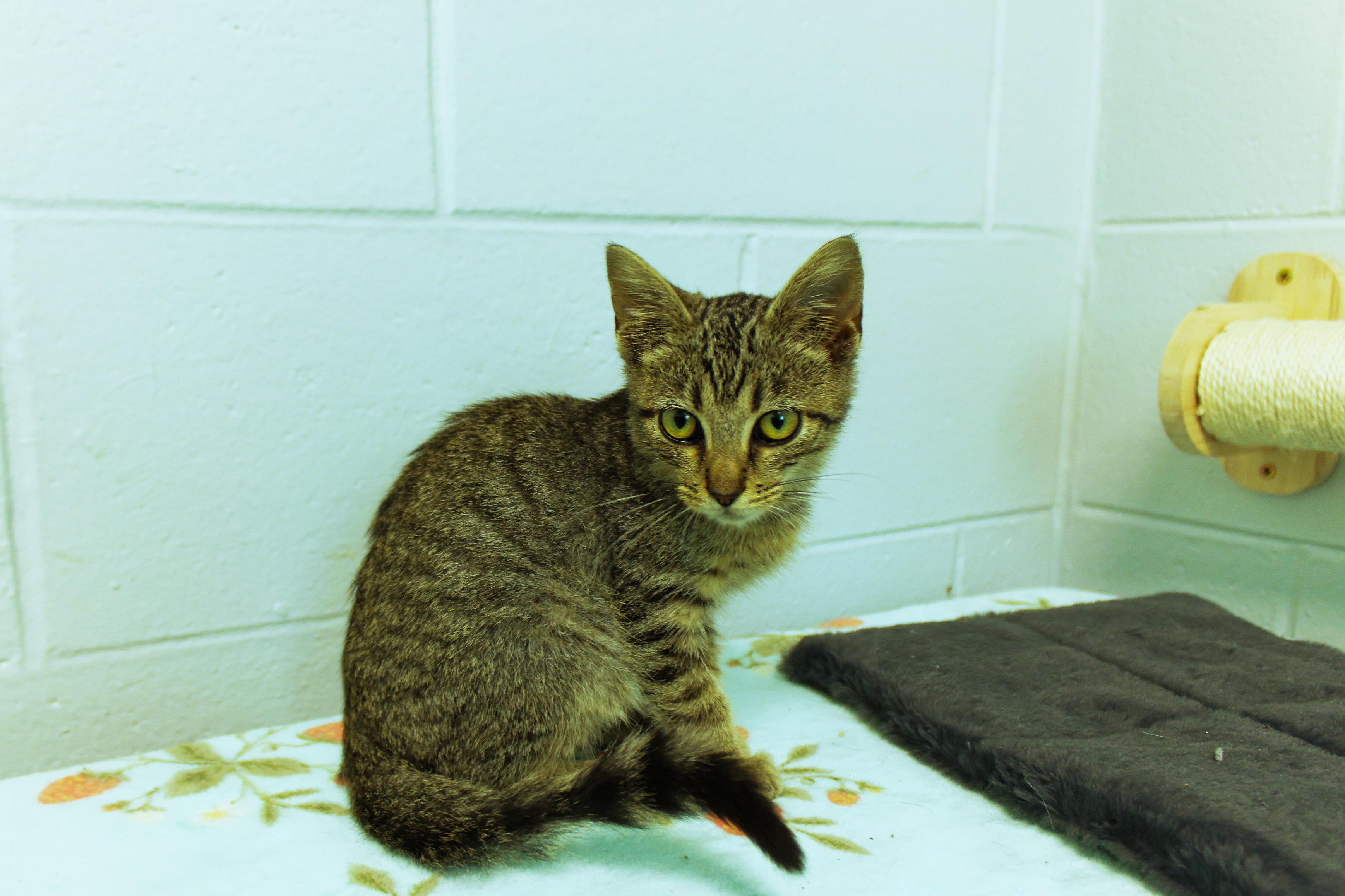 Enlarge O'Malley, a Adoptable American Shorthair in Urbana, OH image 2/5