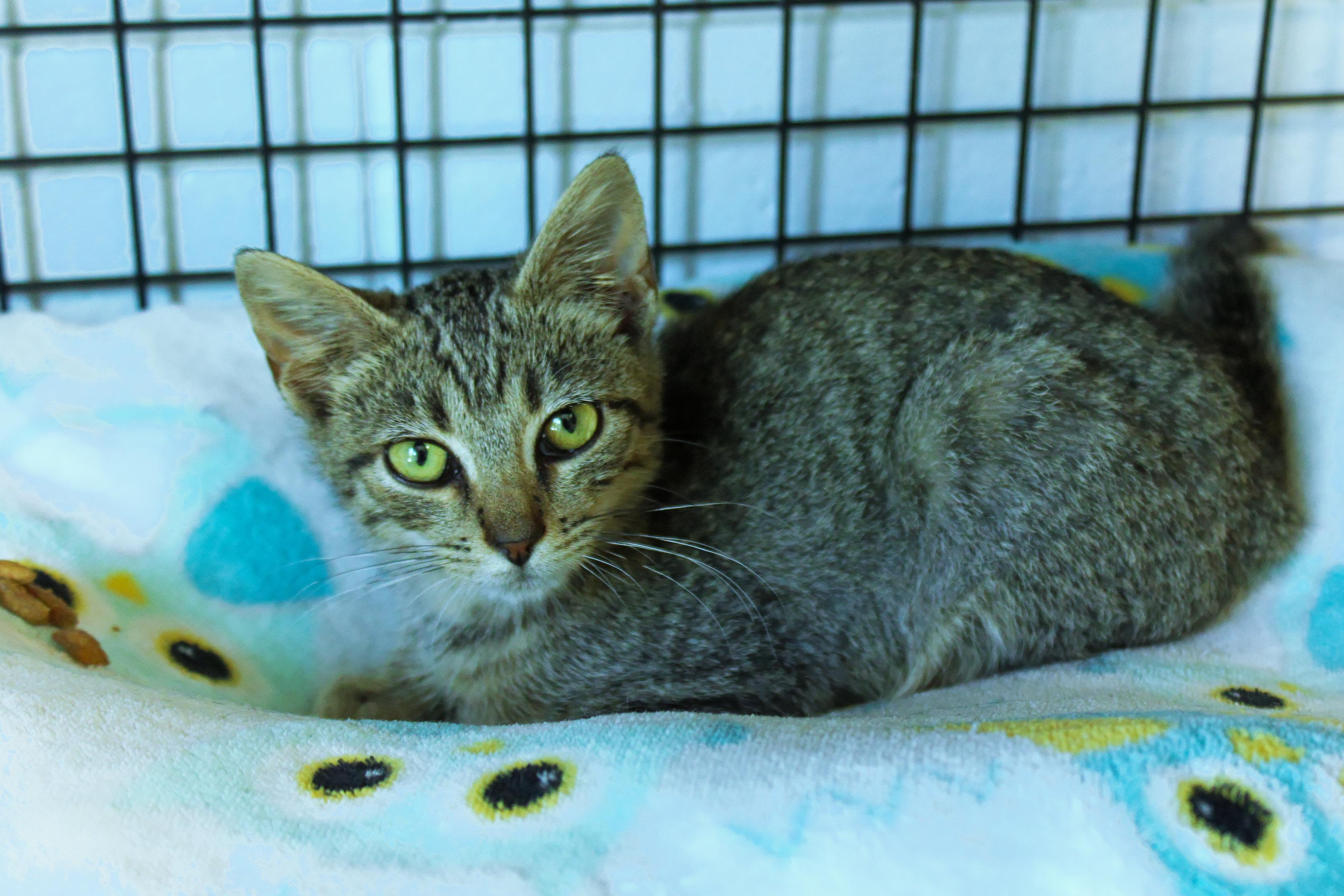Enlarge O'Malley, a Adoptable American Shorthair in Urbana, OH image 3/5