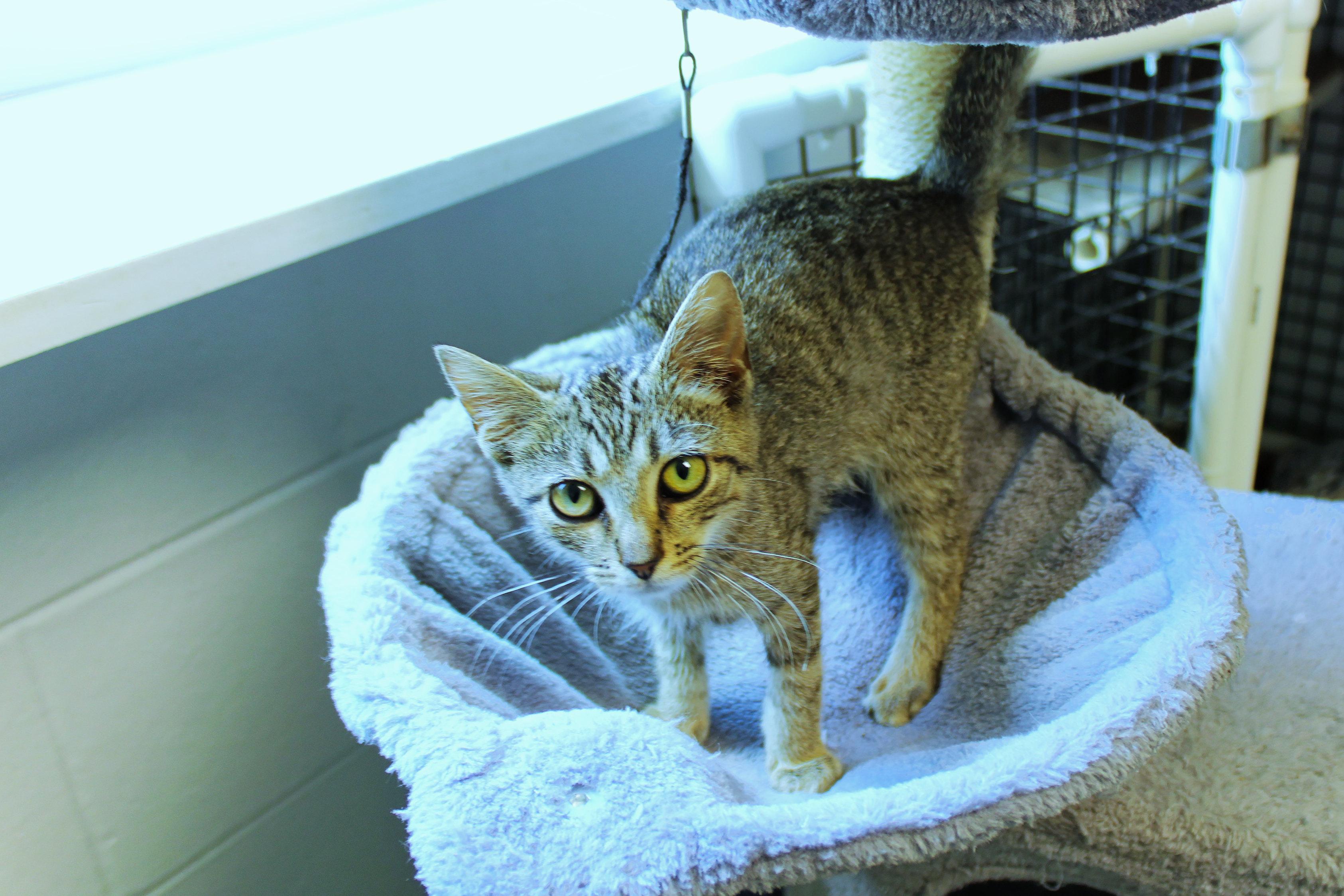 Enlarge O'Malley, a Adoptable American Shorthair in Urbana, OH image 4/5
