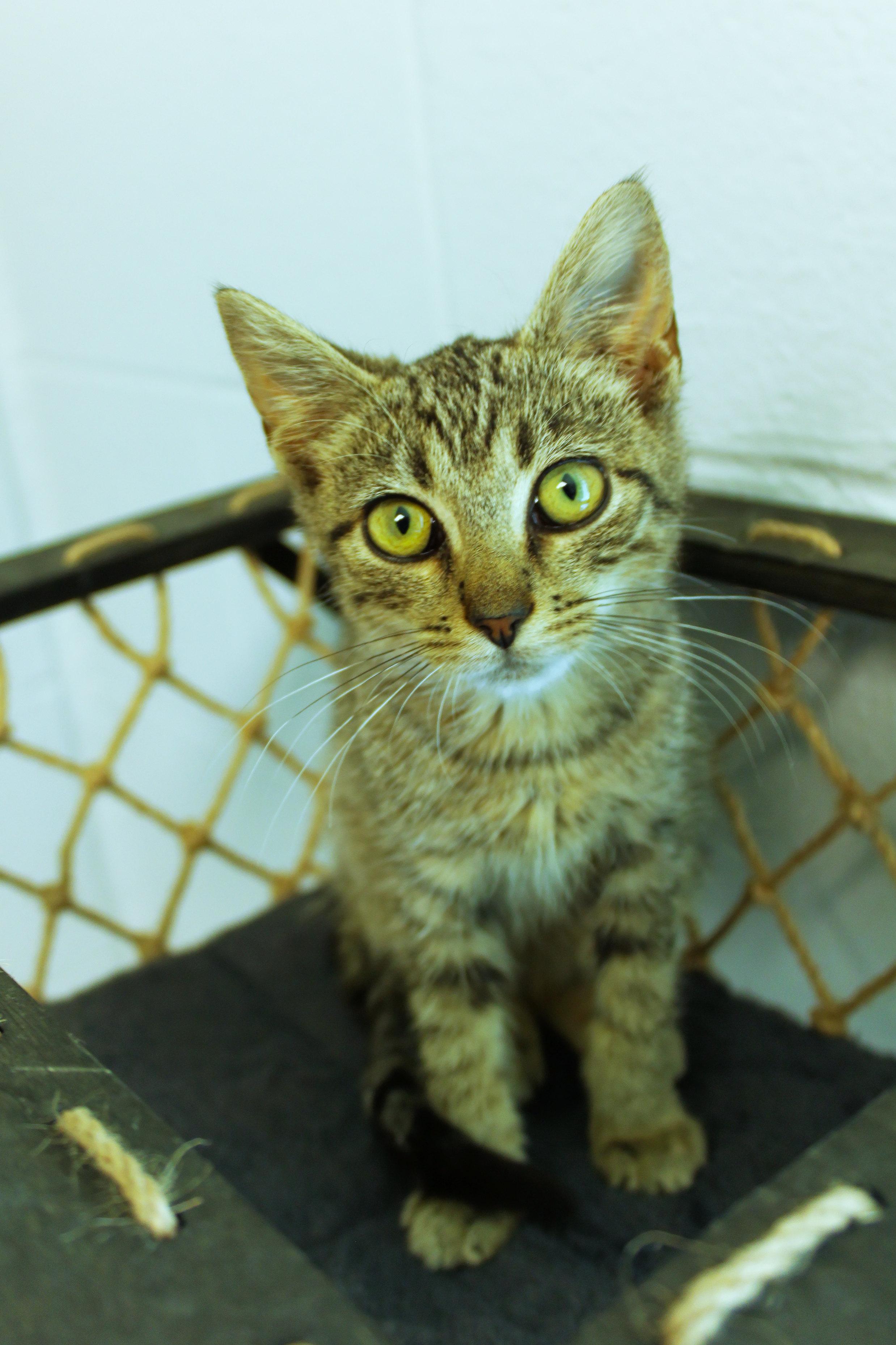 Enlarge O'Malley, a Adoptable American Shorthair in Urbana, OH image 5/5
