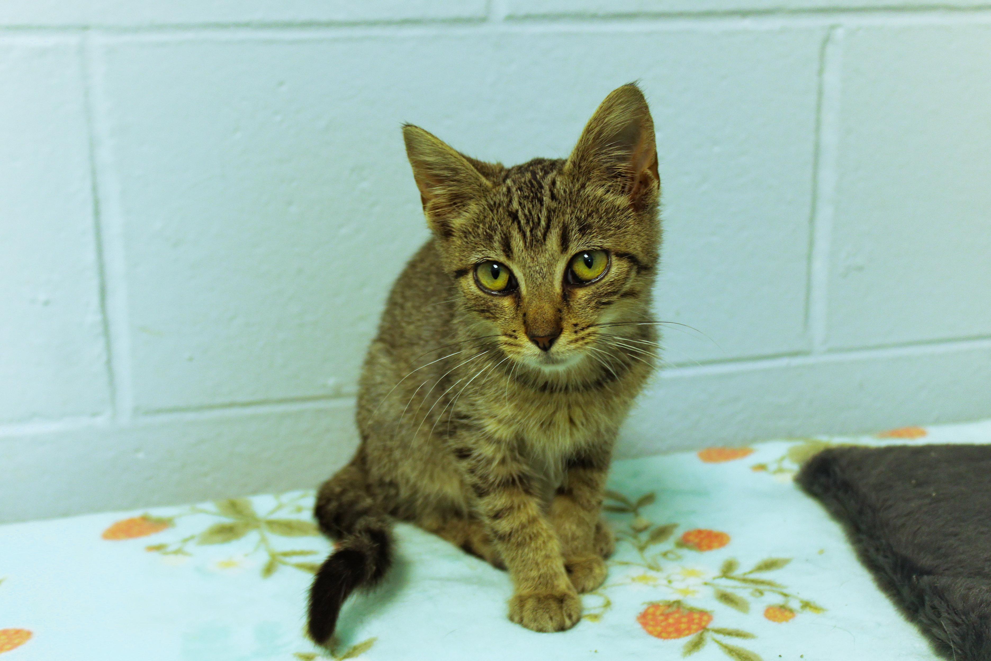 Enlarge O'Malley, a Adoptable American Shorthair in Urbana, OH image 1/5