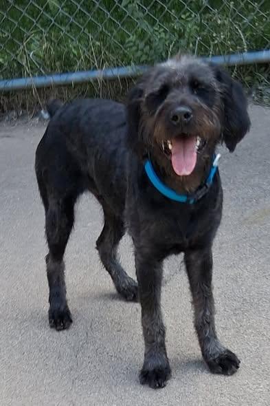 Alfalfa, Adoptable, Adult Male Giant Schnauzer & Labradoodle.