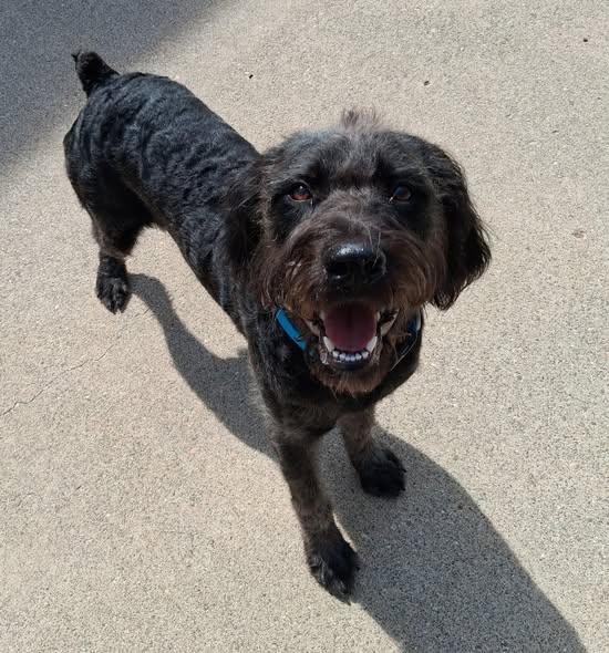 Enlarge Alfalfa, a Adoptable mixed breed in Little Falls, MN image 2/2