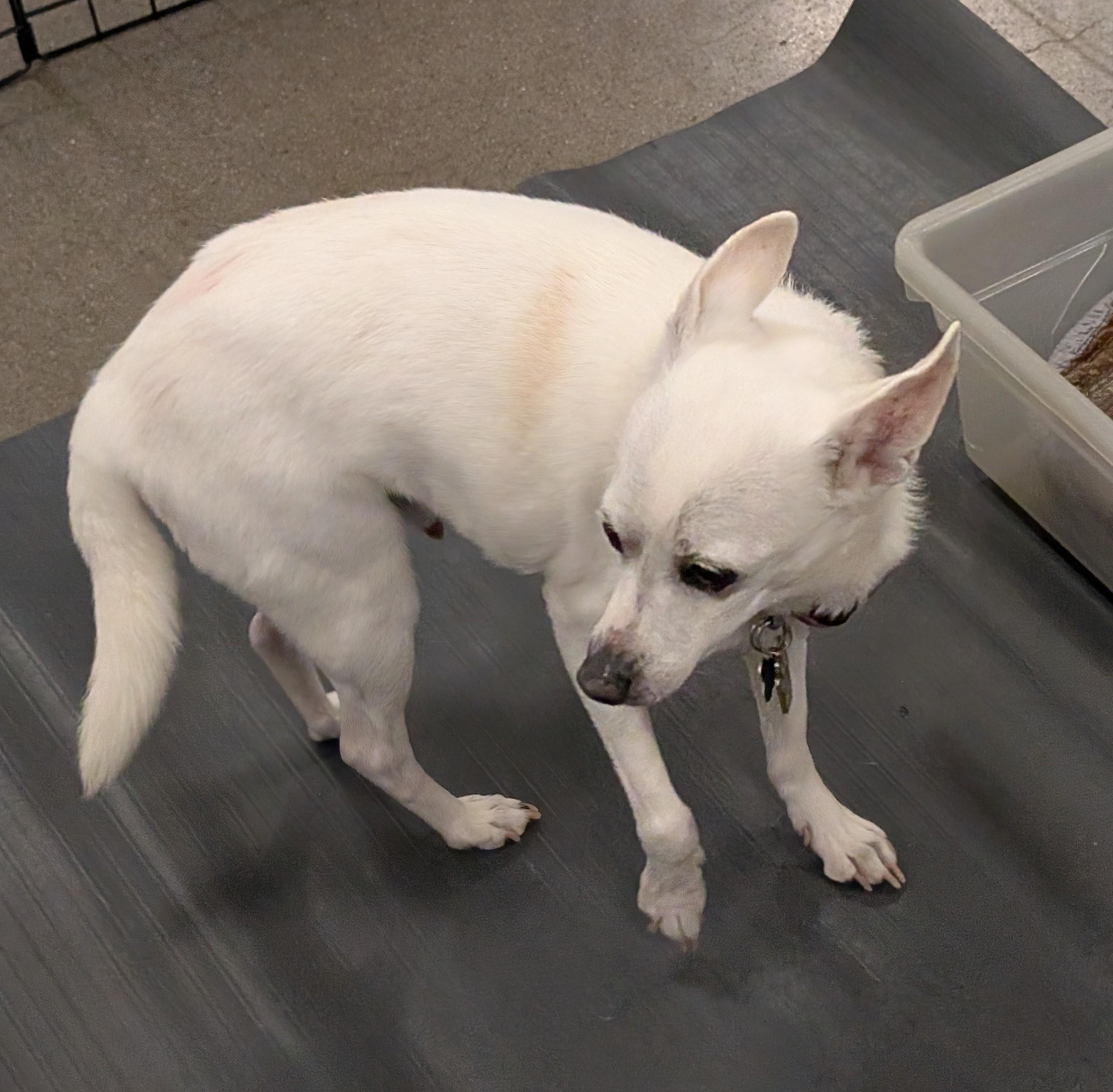 Schnapps, ADOPTABLE, Senior Male Chihuahua.