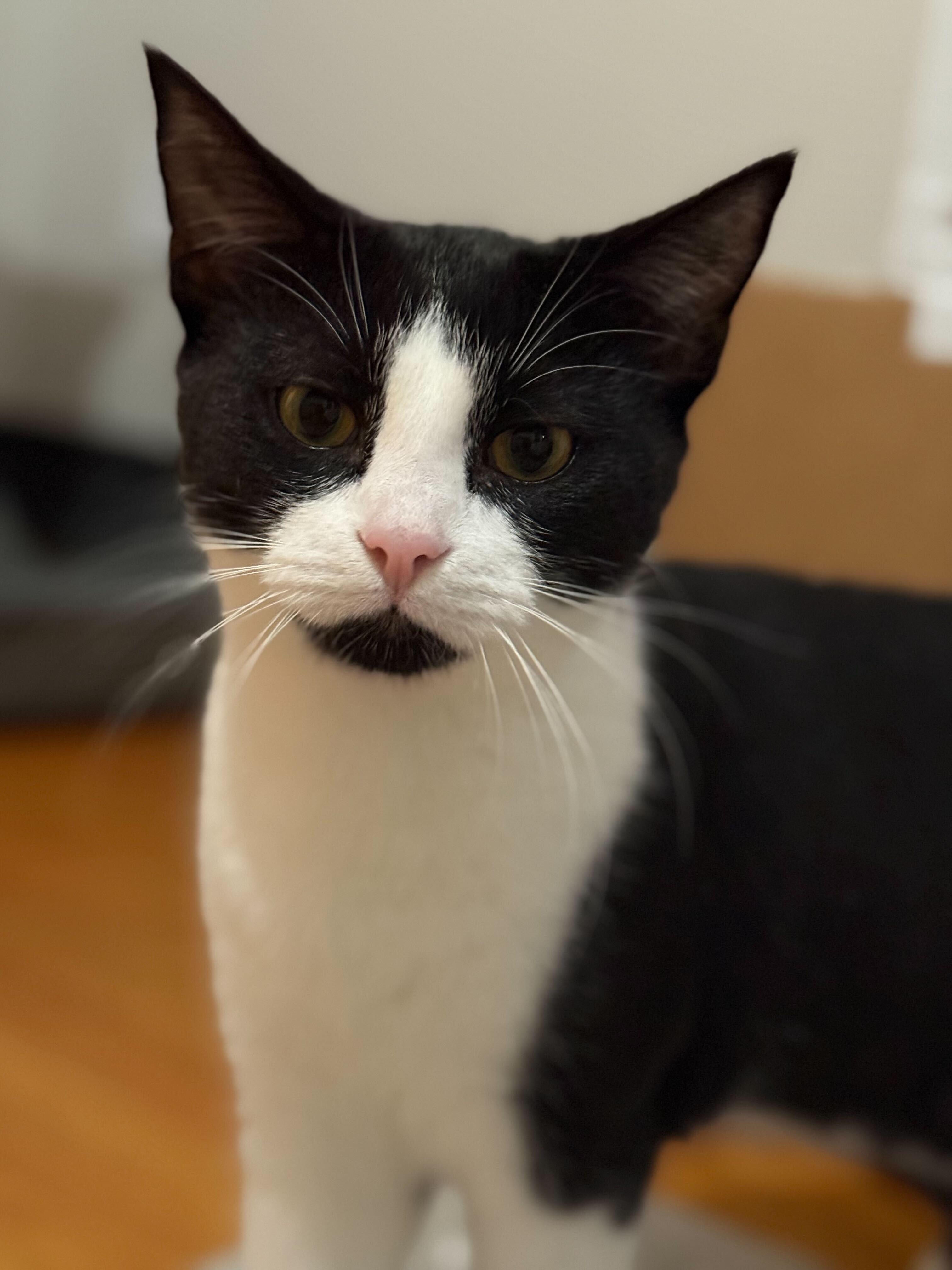 Enlarge Julius and Miles, a Adoptable Domestic Short Hair in Waltham, MA image 3/5