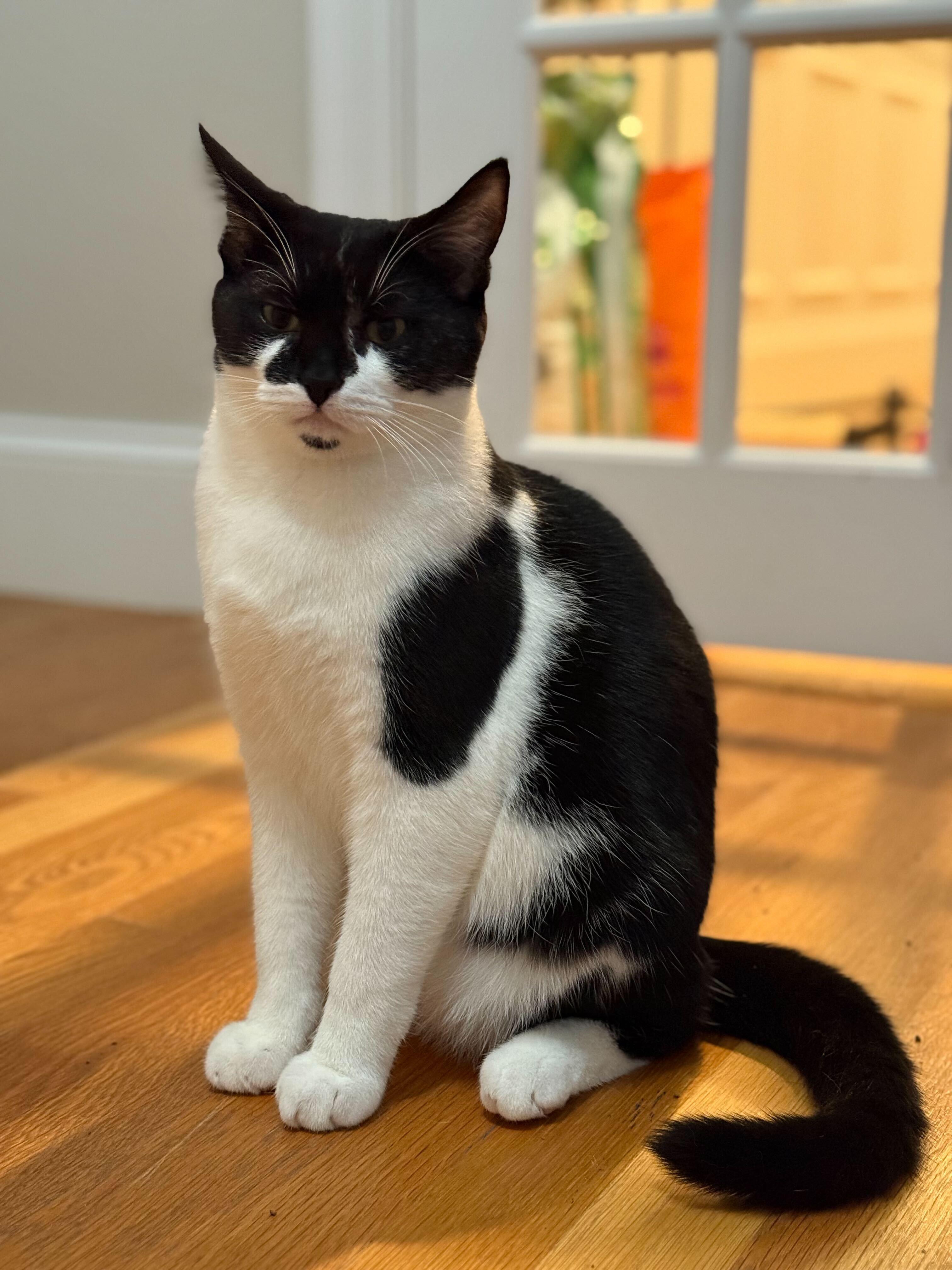 Enlarge Julius and Miles, a Adoptable Domestic Short Hair in Waltham, MA image 4/5