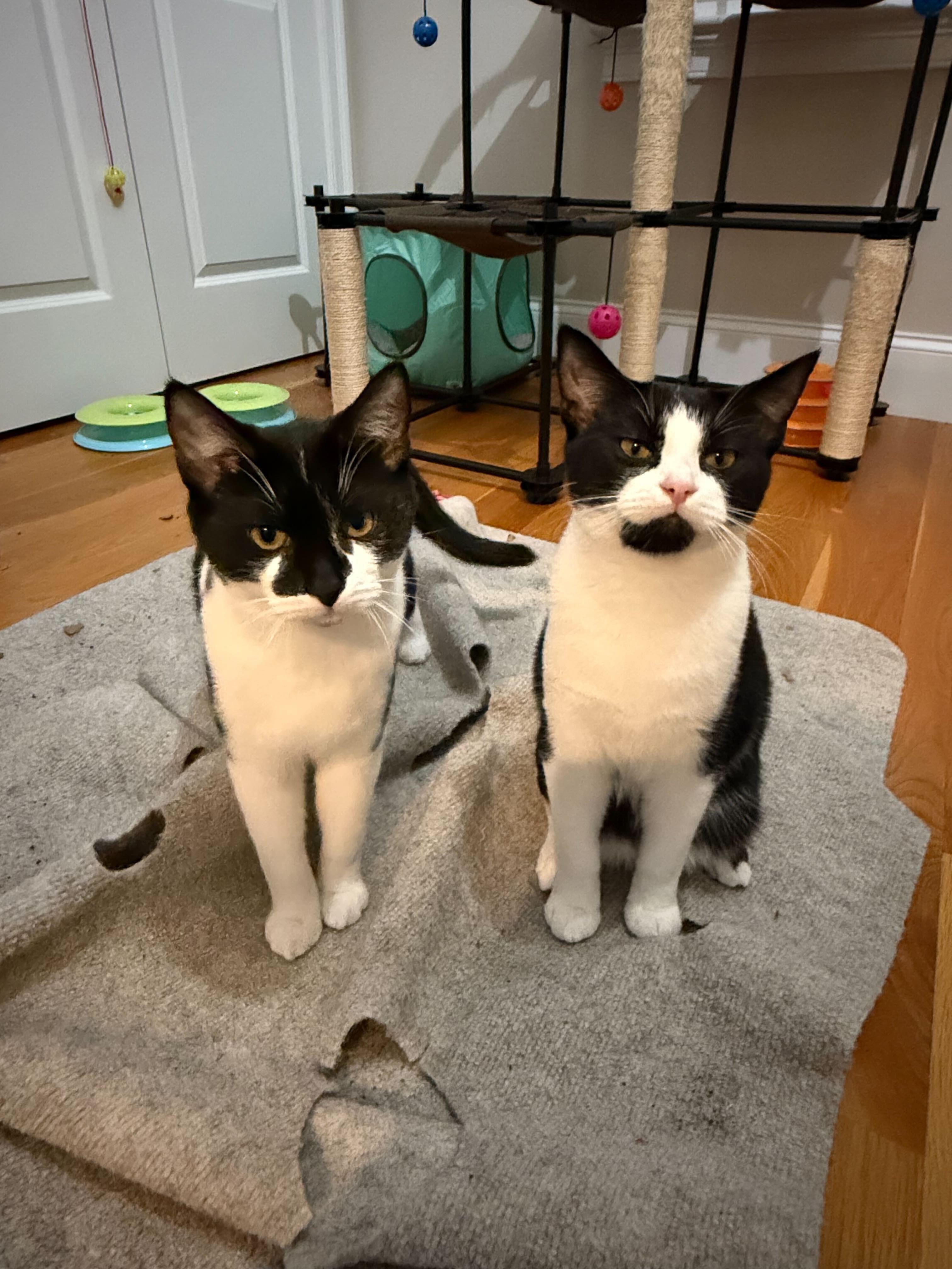 Julius and Miles, Adoptable, Kitten Male Domestic Short Hair.