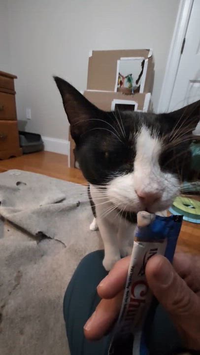 Enlarge Julius and Miles, a Adoptable Domestic Short Hair in Waltham, MA video 5/5