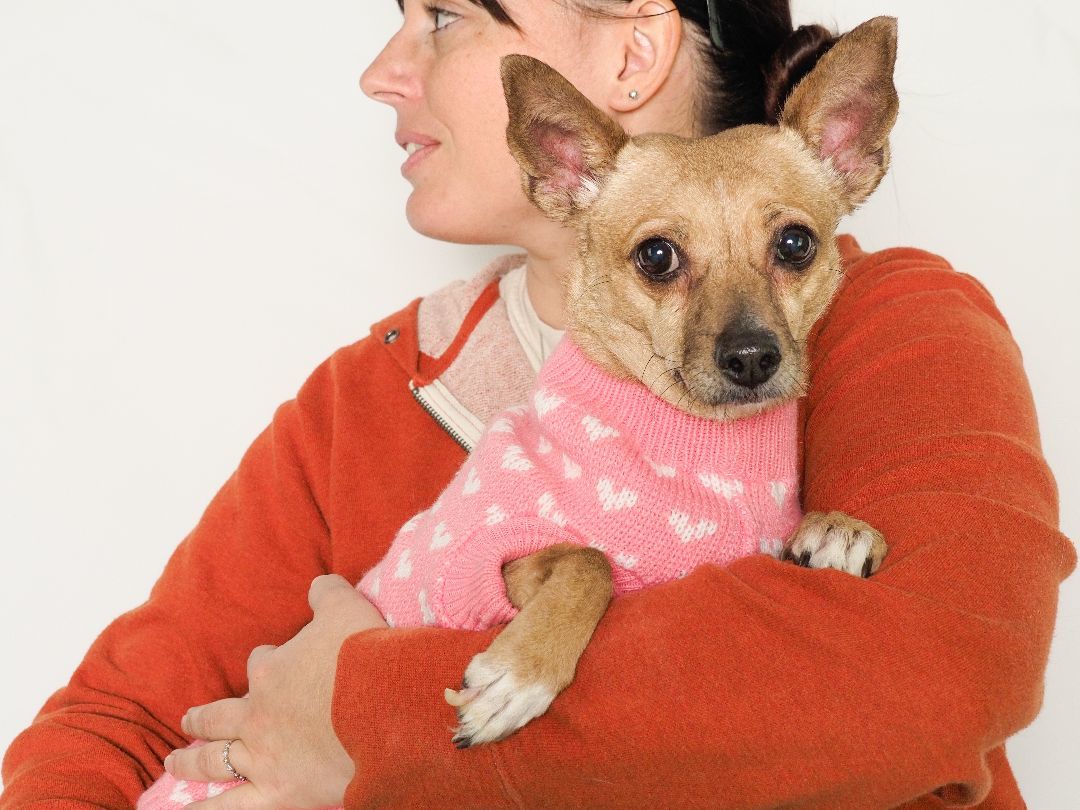 Nala, Adopted, Adult Female Chihuahua & Terrier.